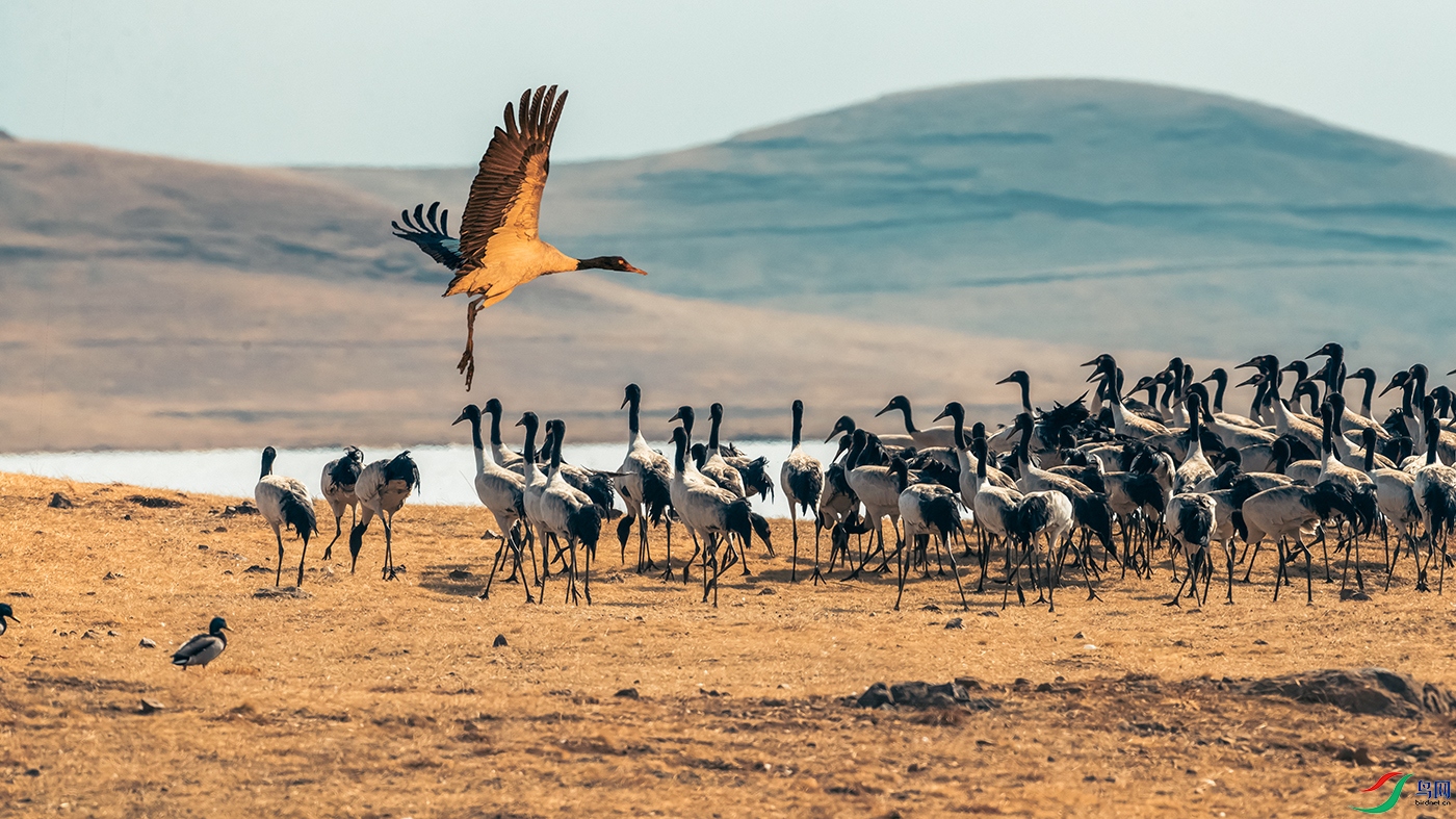 �ھ���----��Ⱥ