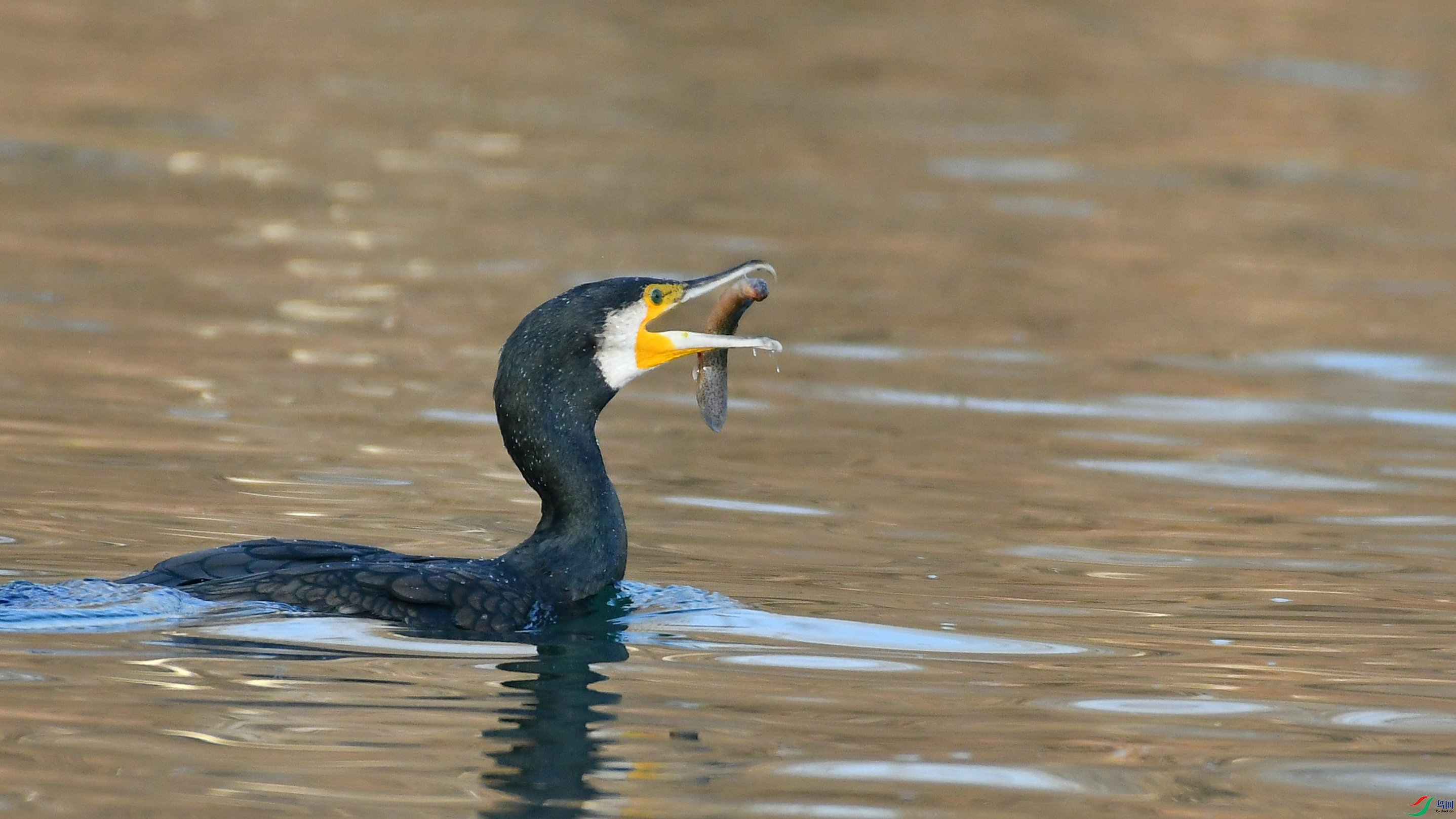 DSC_9938.JPG