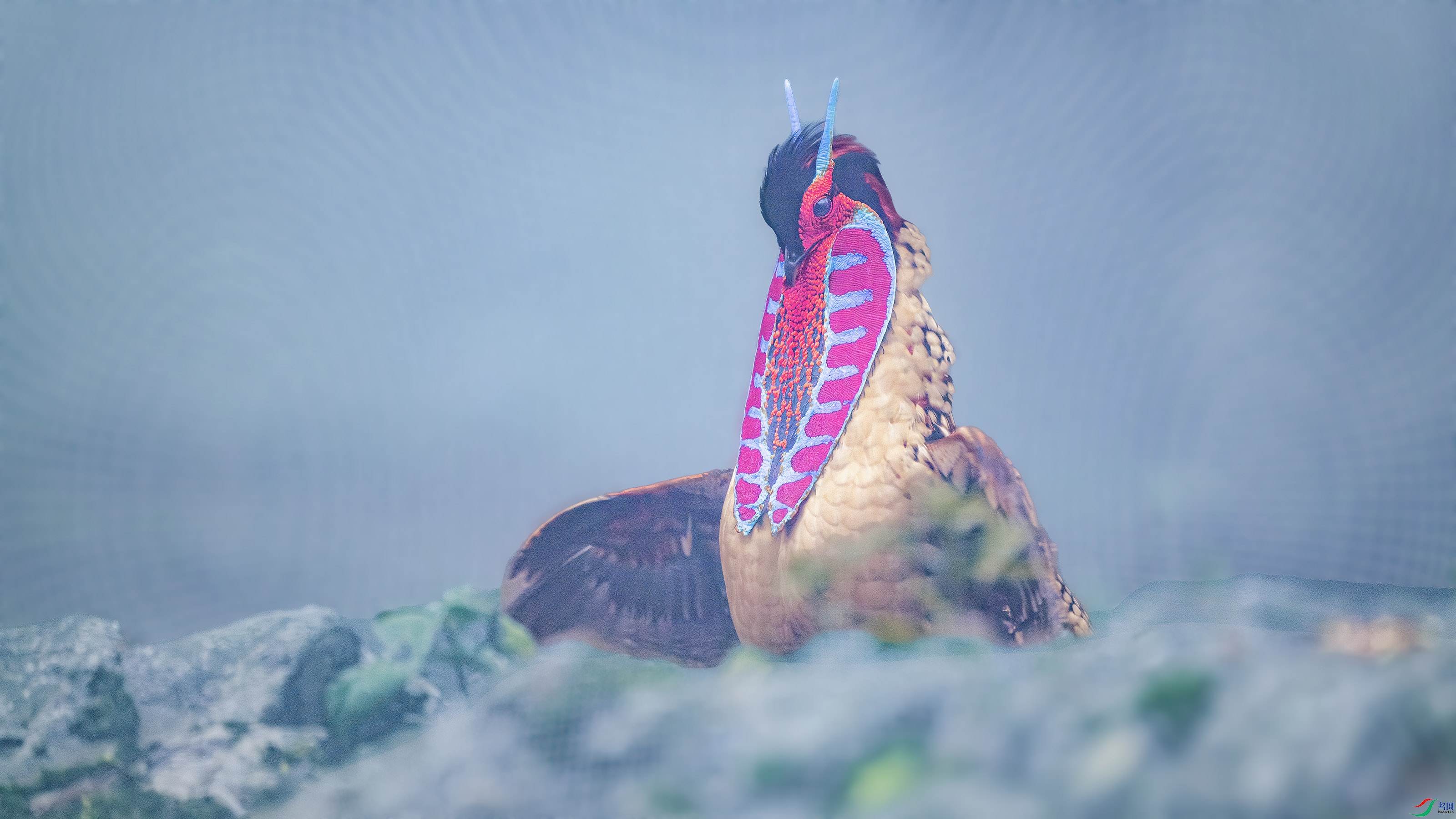 _DSC7878-����ǿ-NR ���� 2.jpg