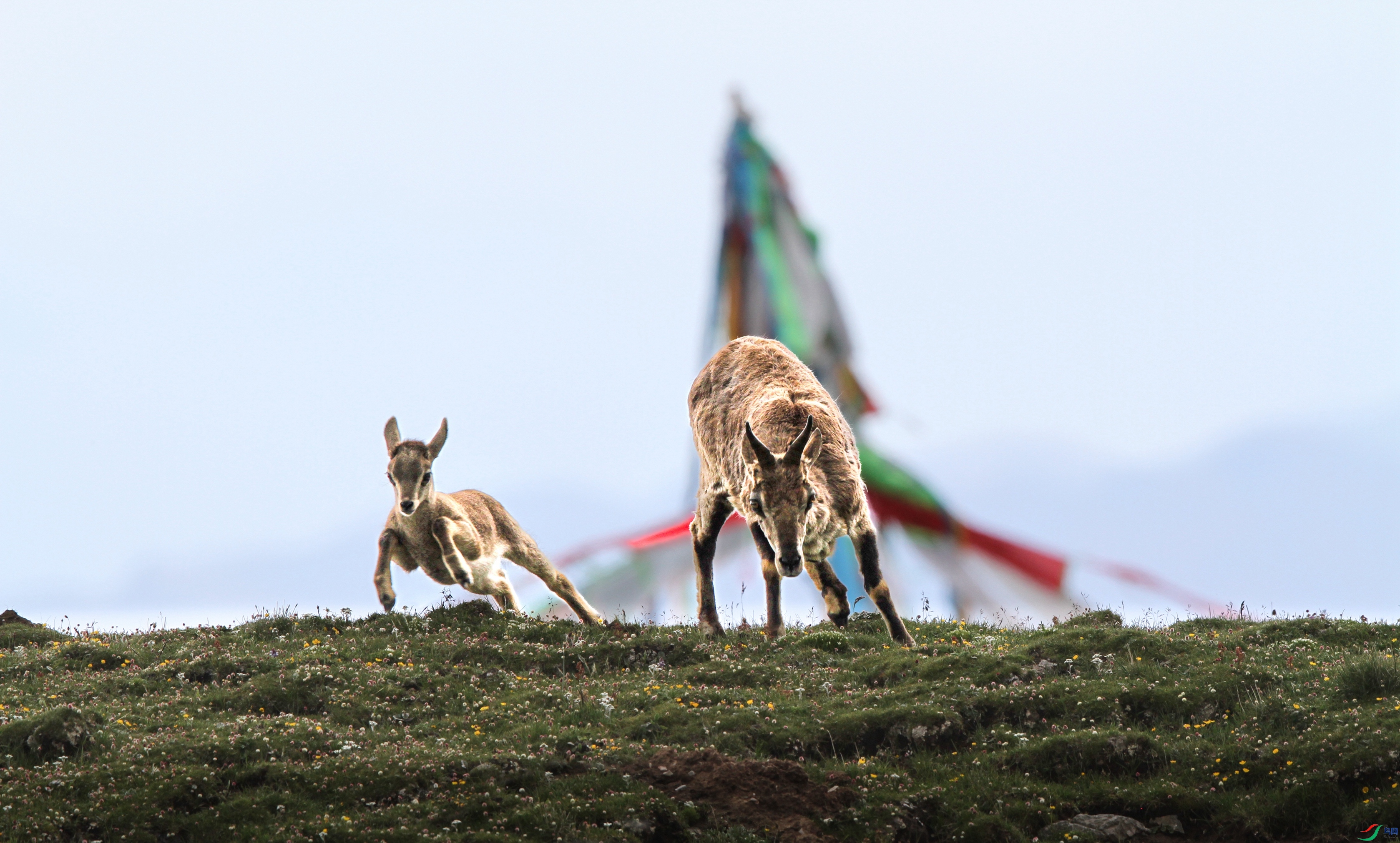 IMG_0372 ���� - ����.jpg