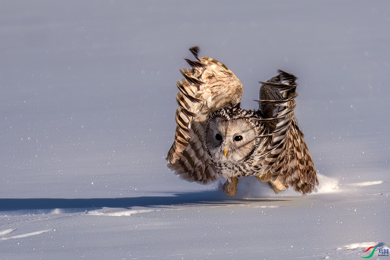 LZW00019-����ǿ-NR ����.jpg