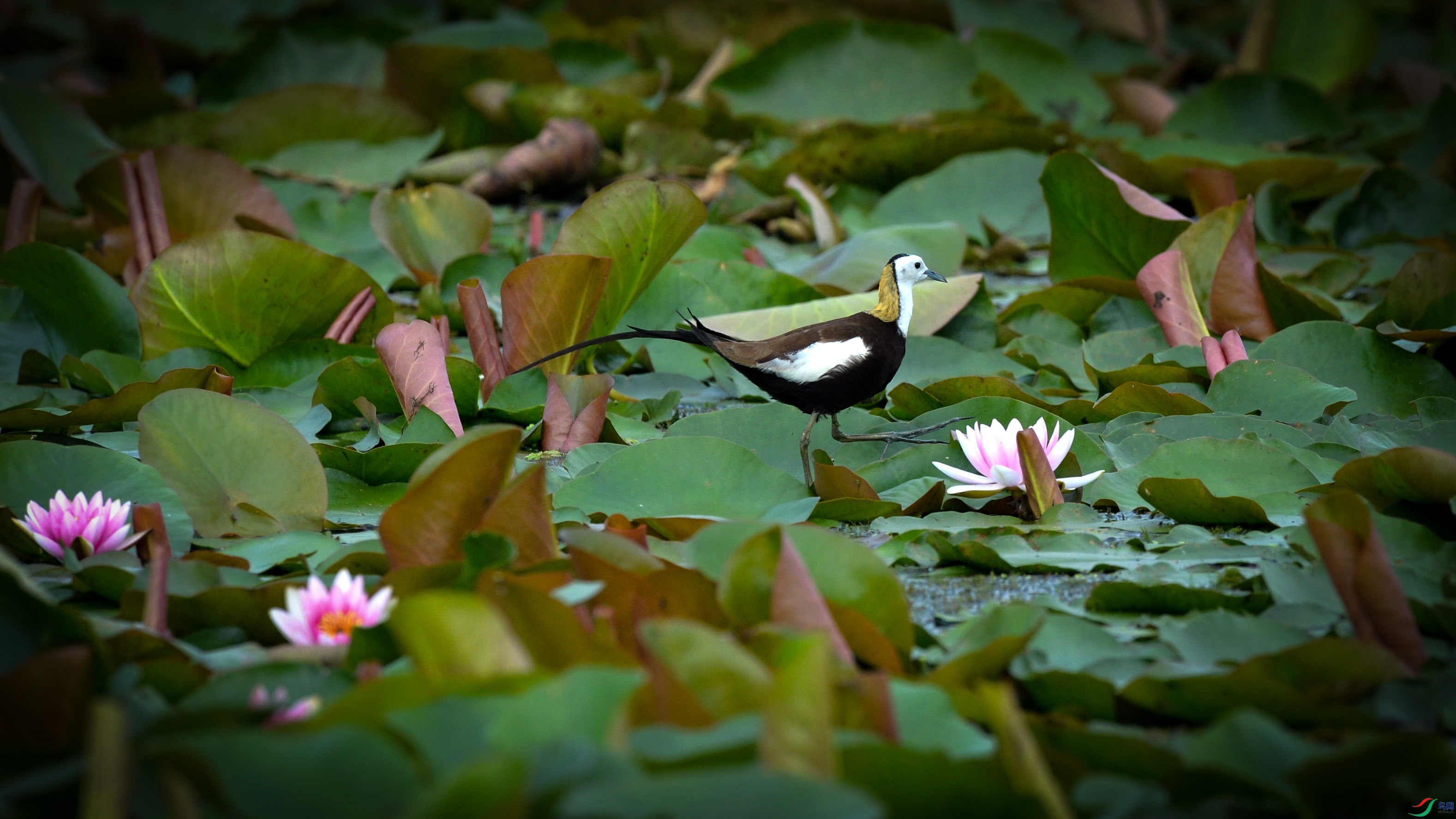 DSC_7462.jpg