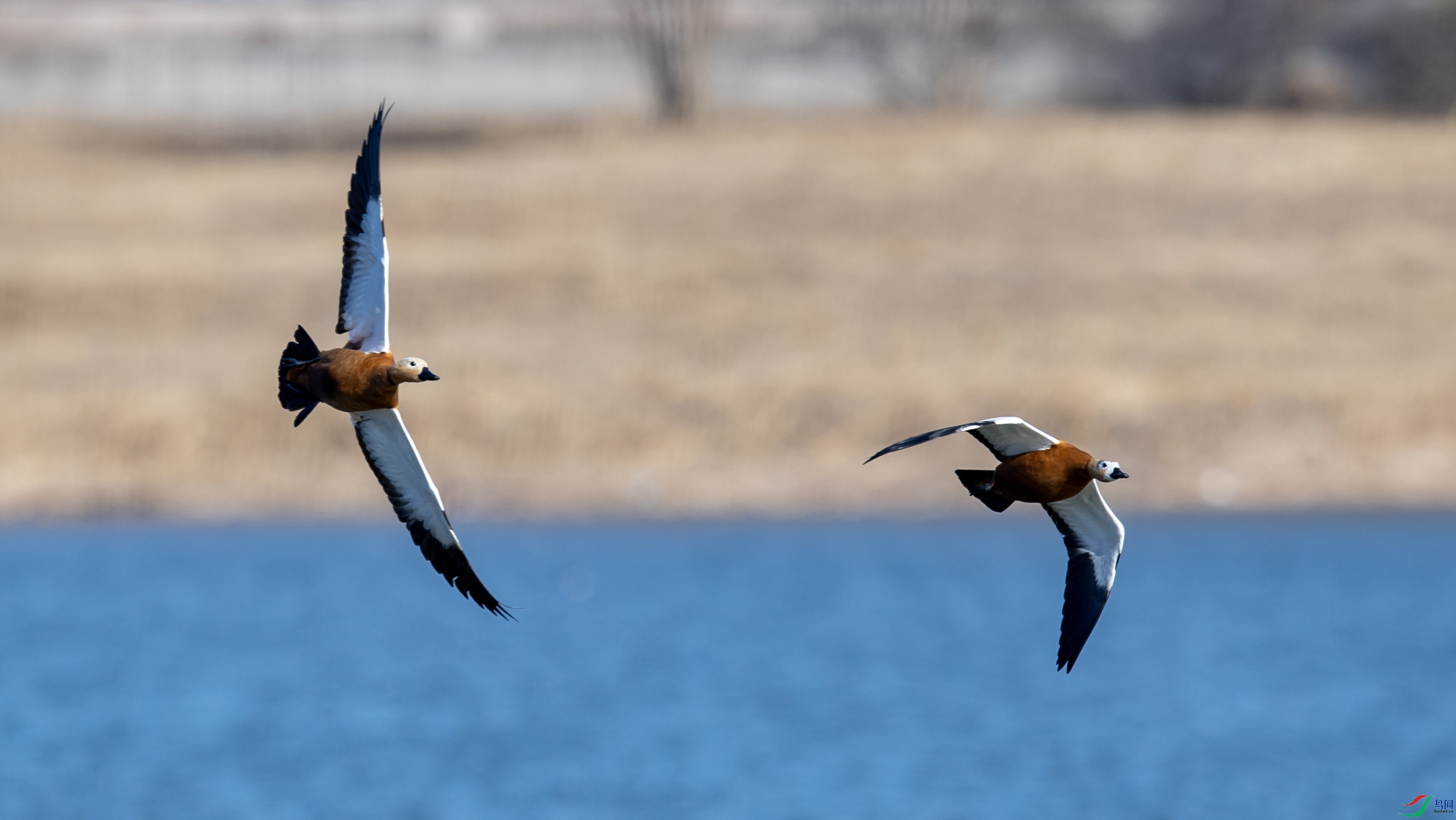 DSC_1830 ����.jpg