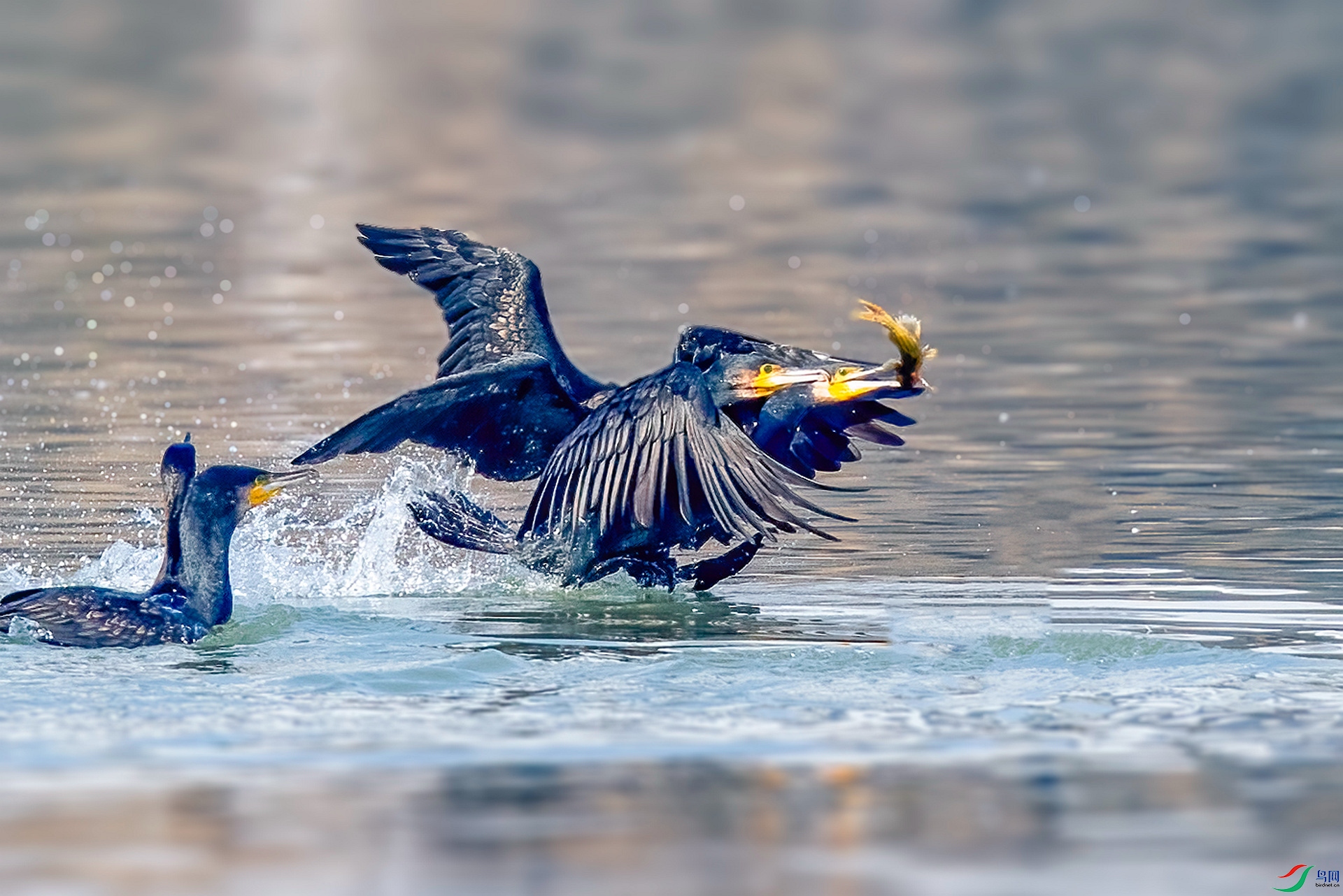 DSC_7755 ����_����.jpg