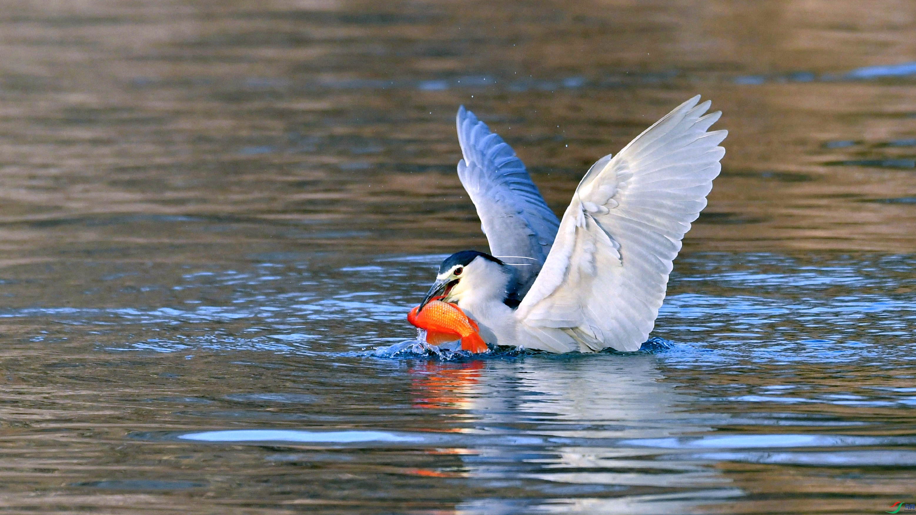 DSC_9617.JPG