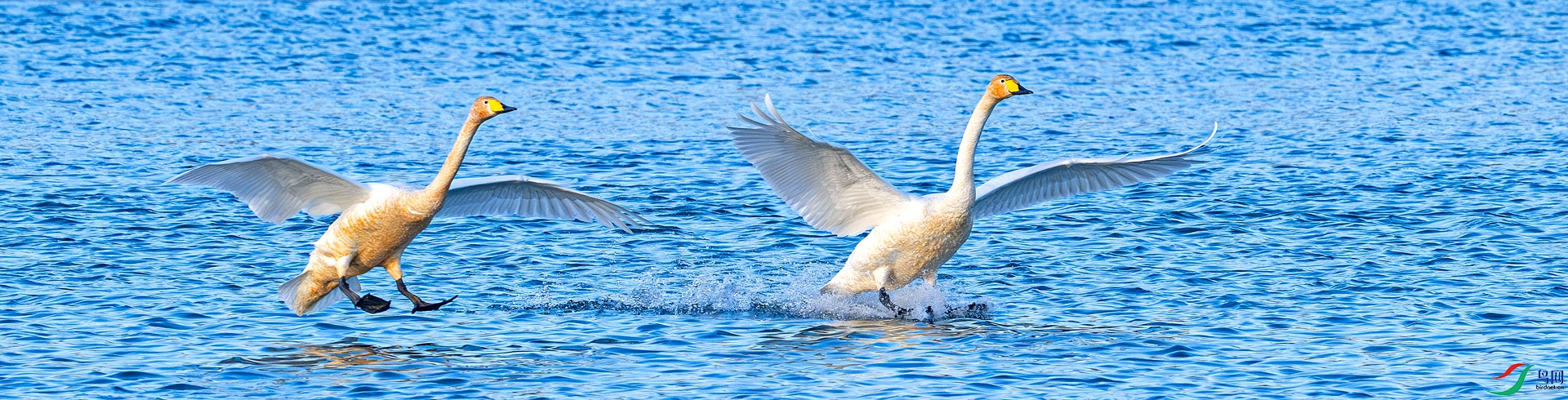 DSC_6051-����ǿ-NR==.jpg