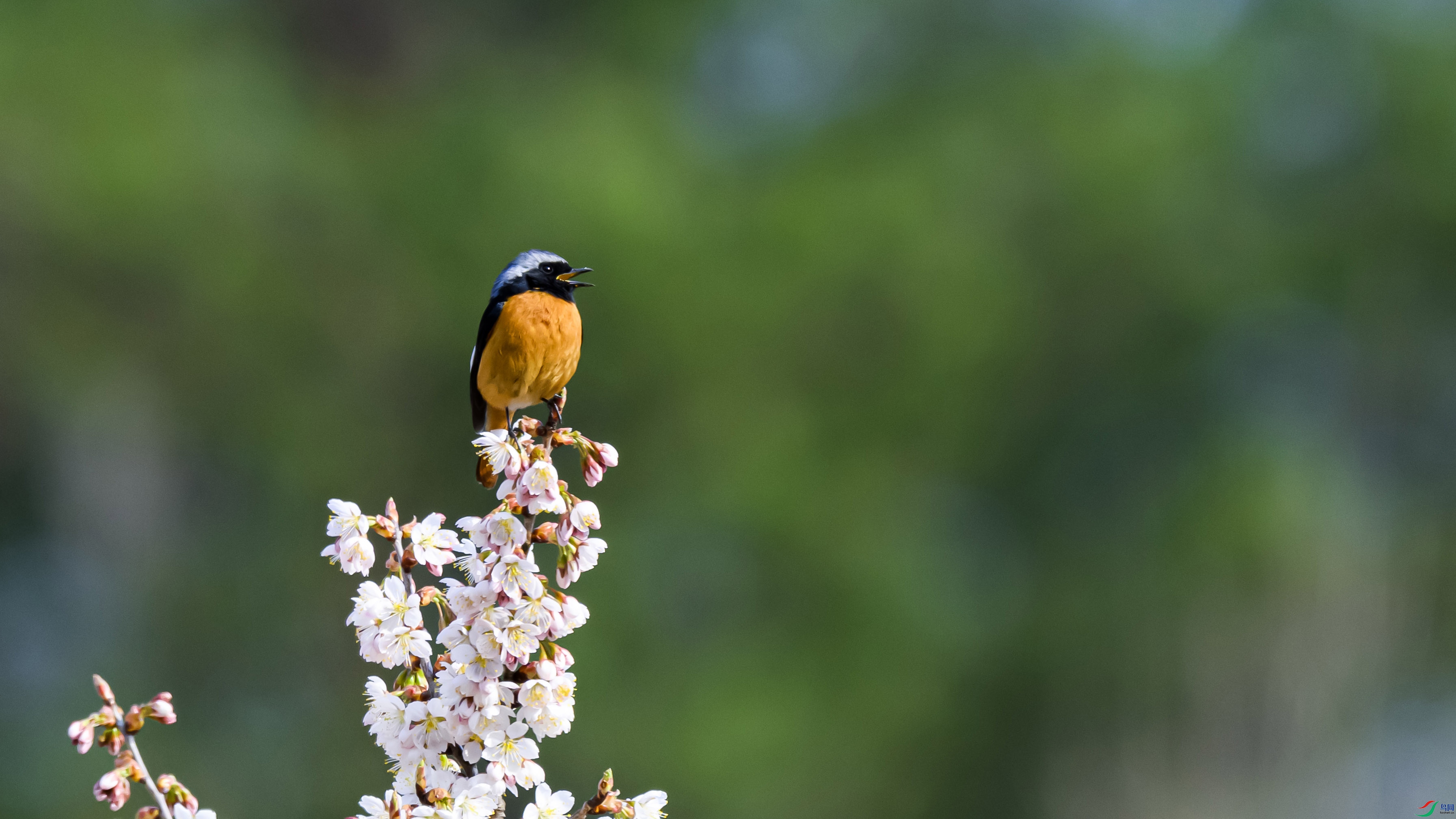 _DSC3779 - ���� ��������.jpg