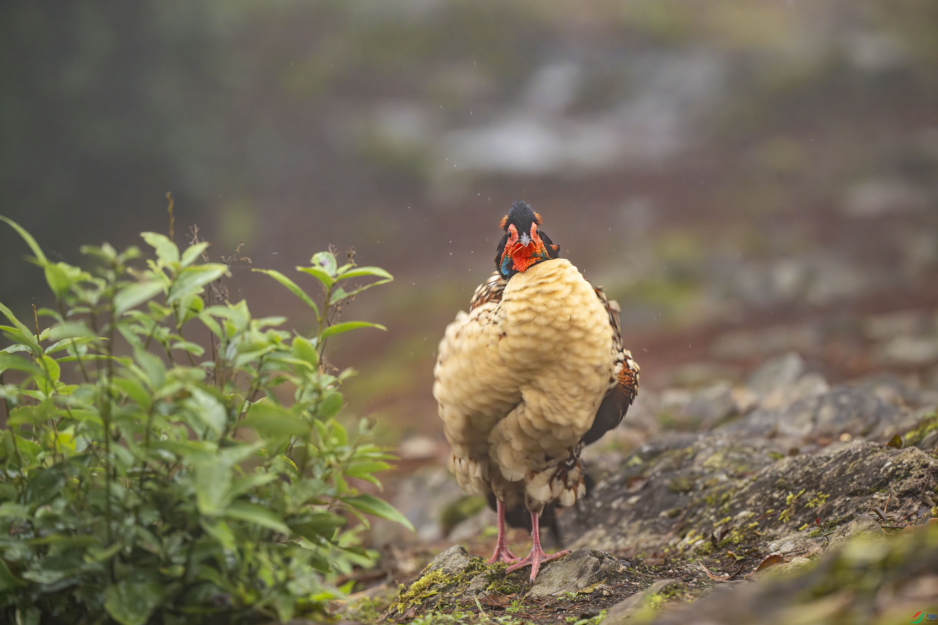 _DSC6210-����ǿ-NR ����.jpg