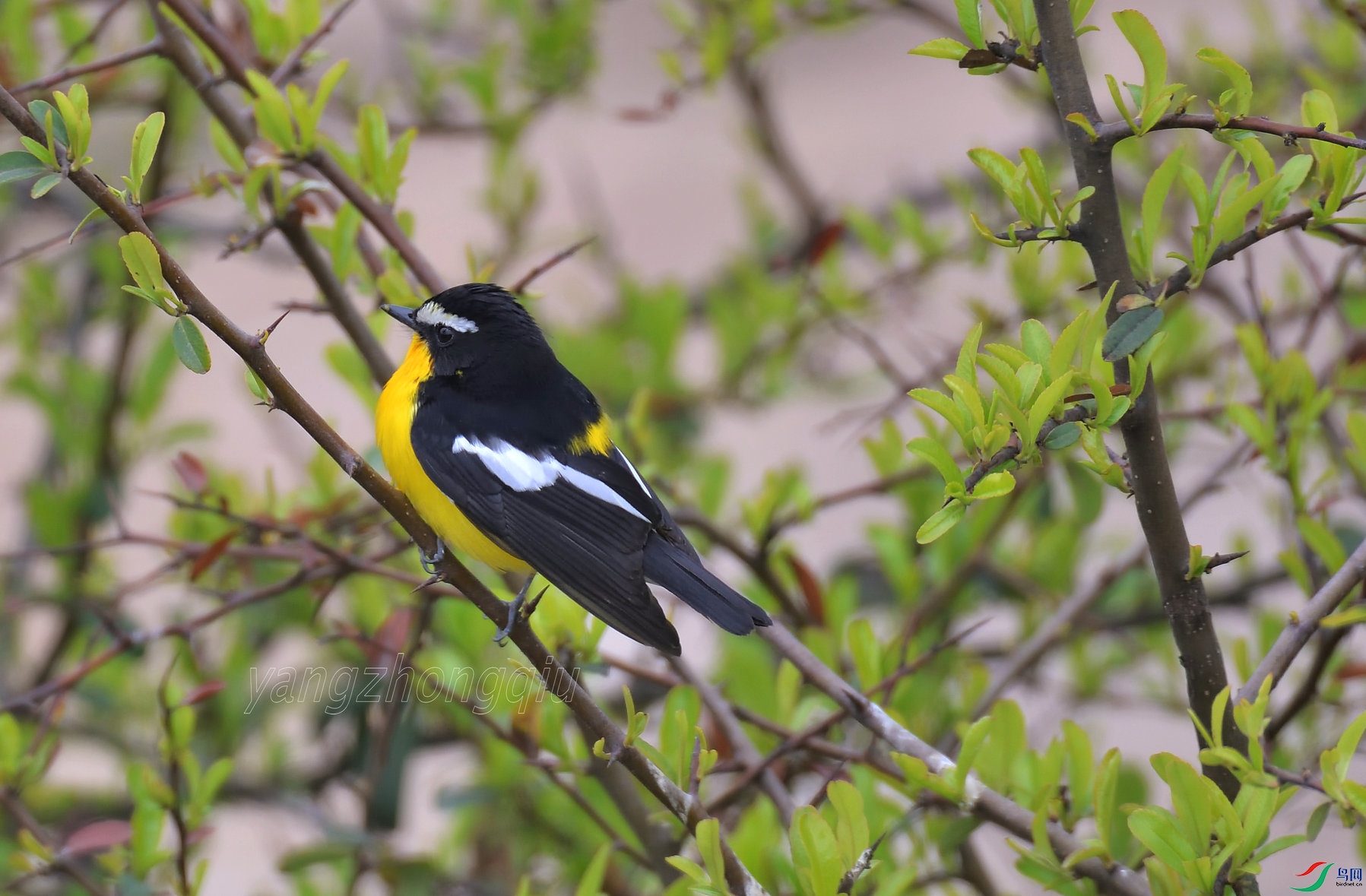 ��ü���l����