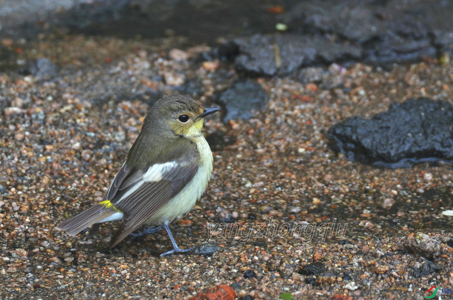 ��ü���l����