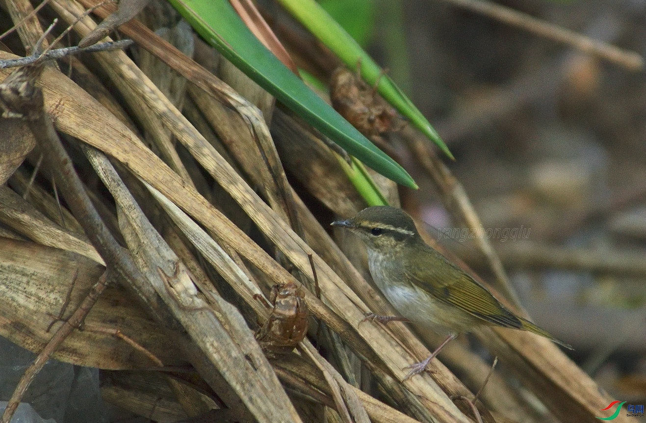 ������ݺ