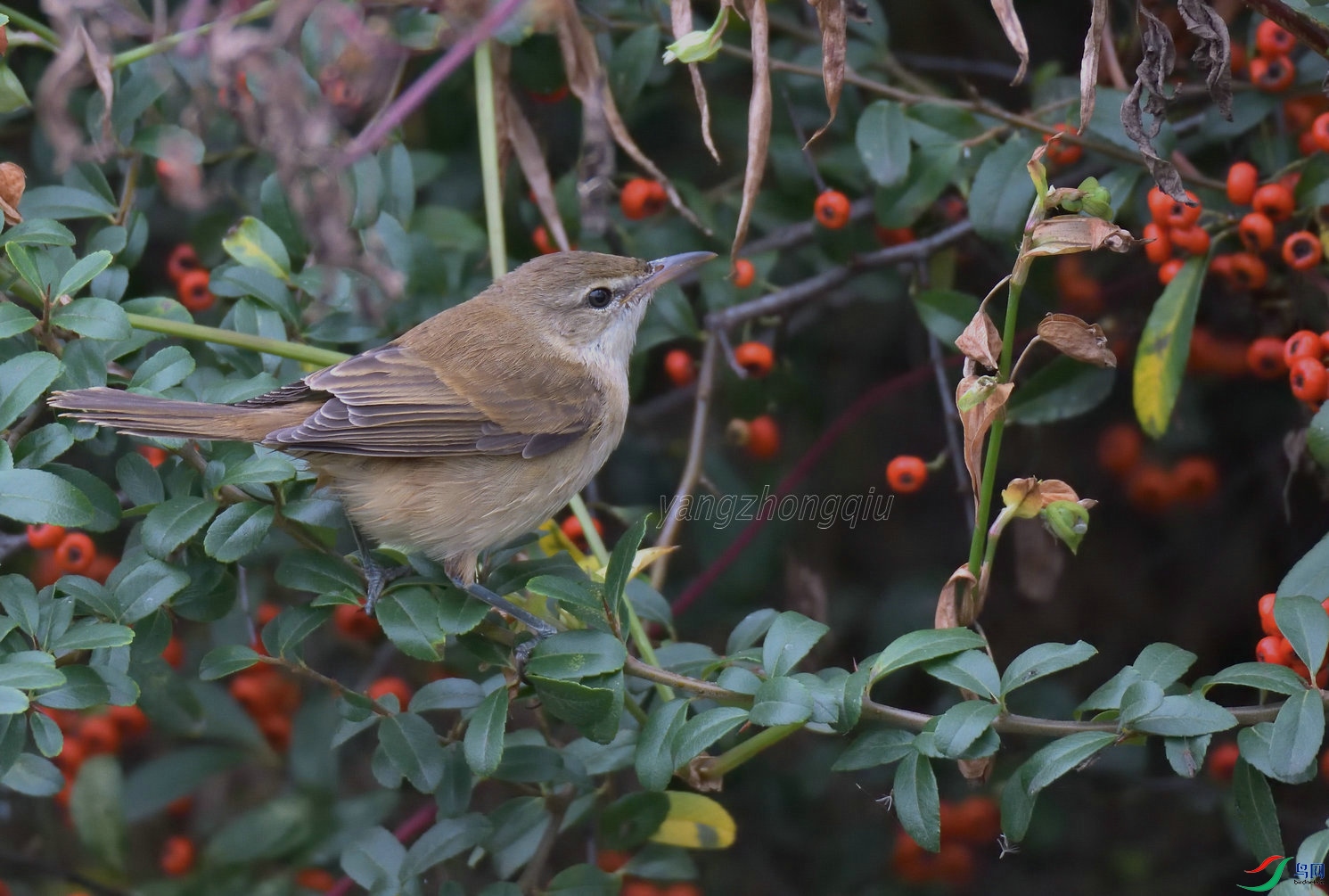 ������έݺ