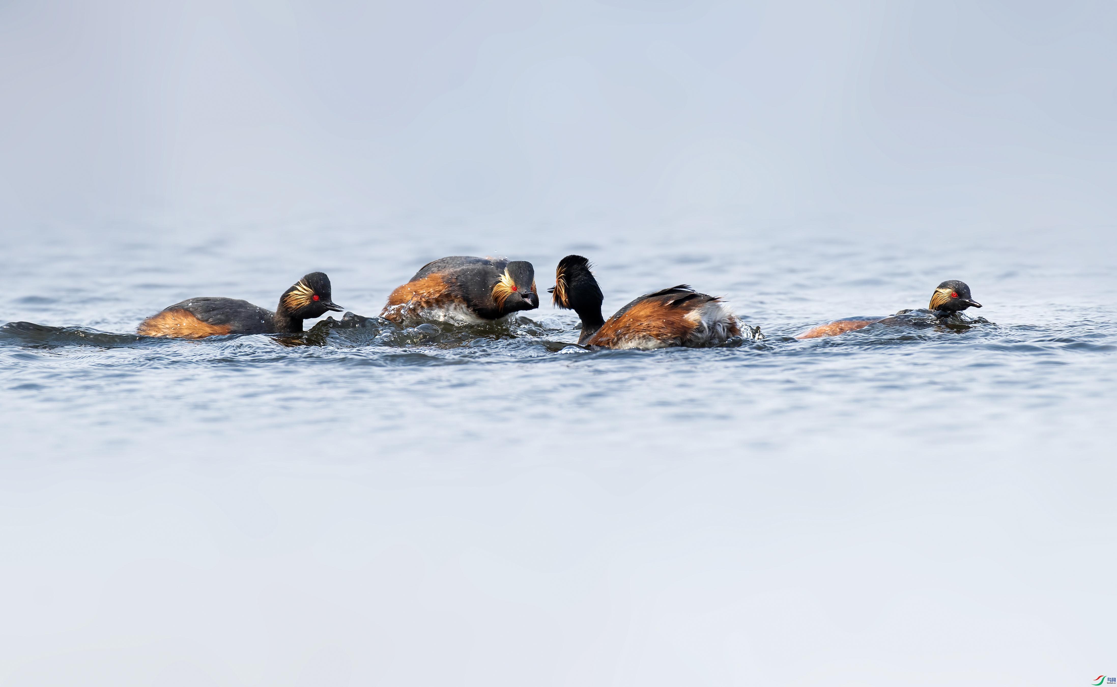 AD1I4387 ����.jpg