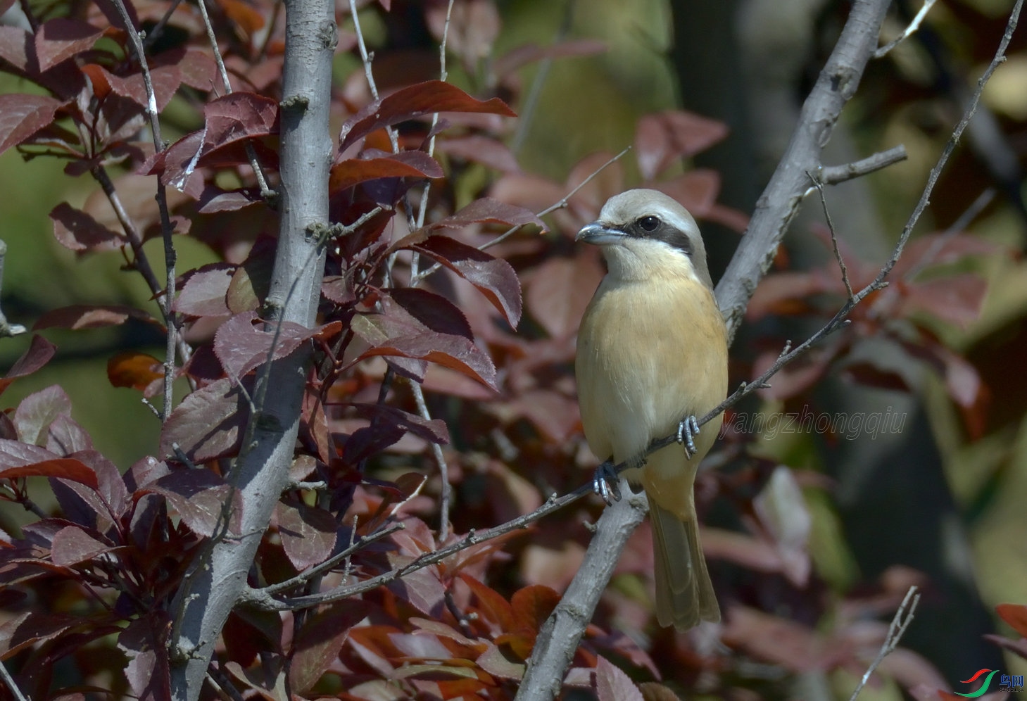 ��β����