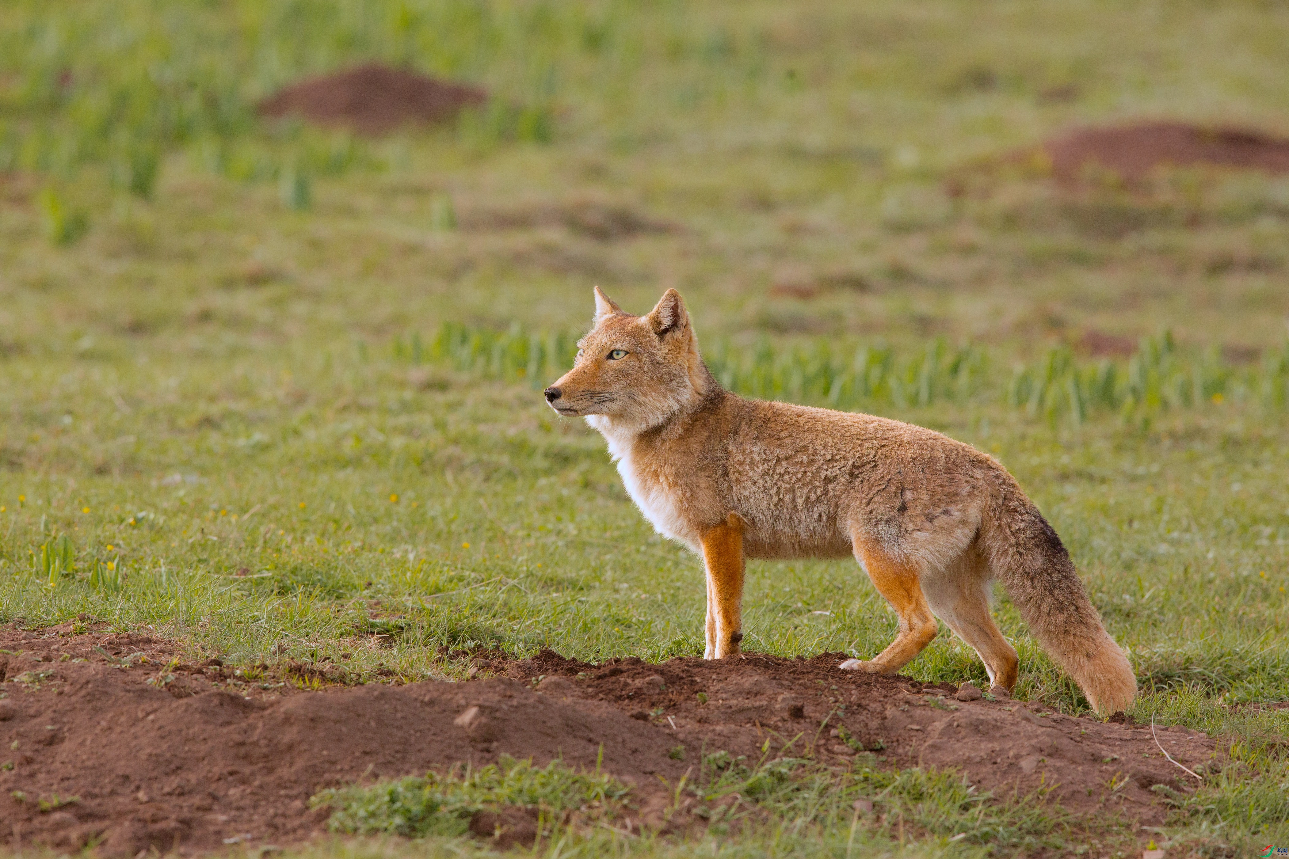 _39A0543 ���� - ����.jpg