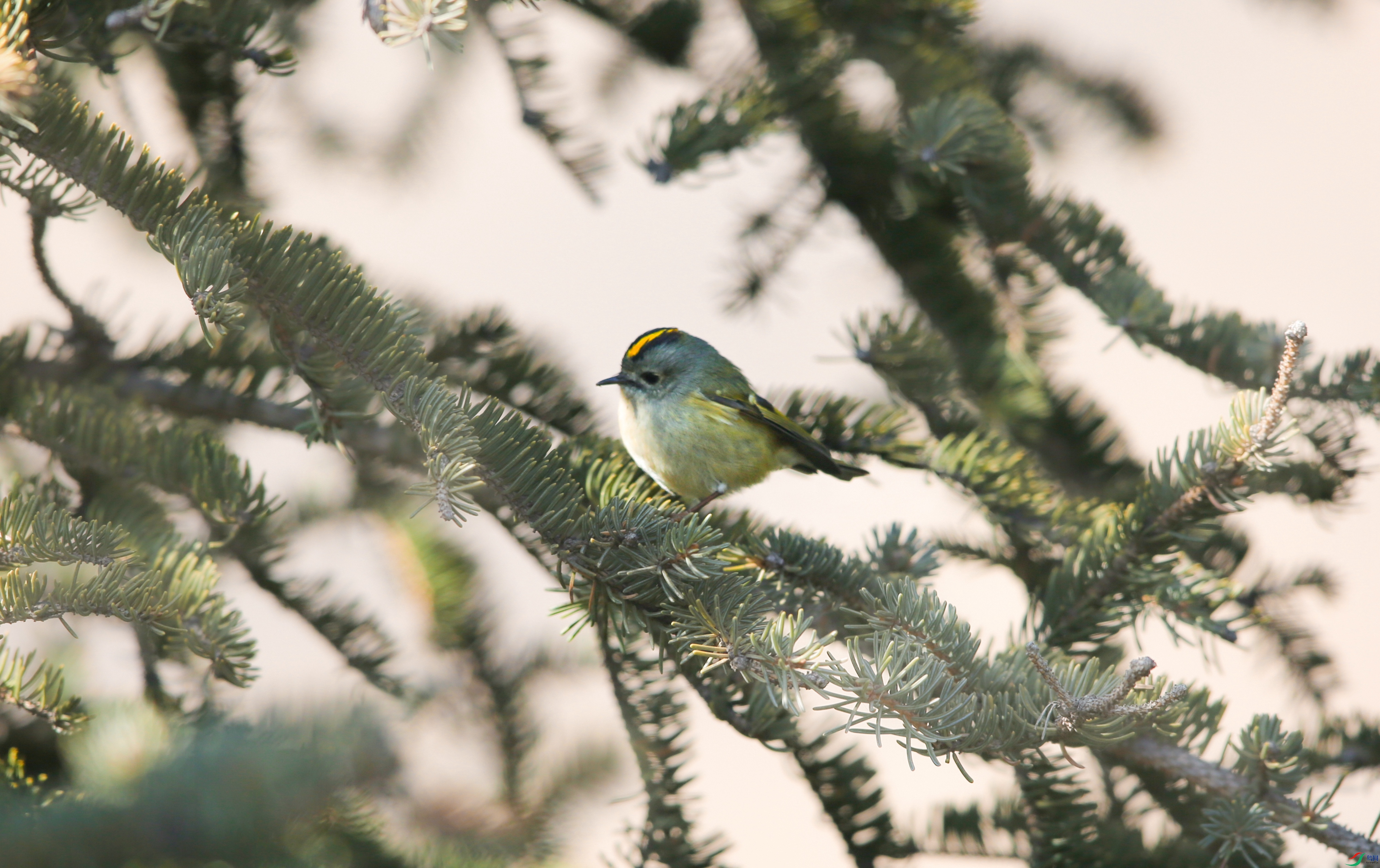 X39A3490 - ����.JPG