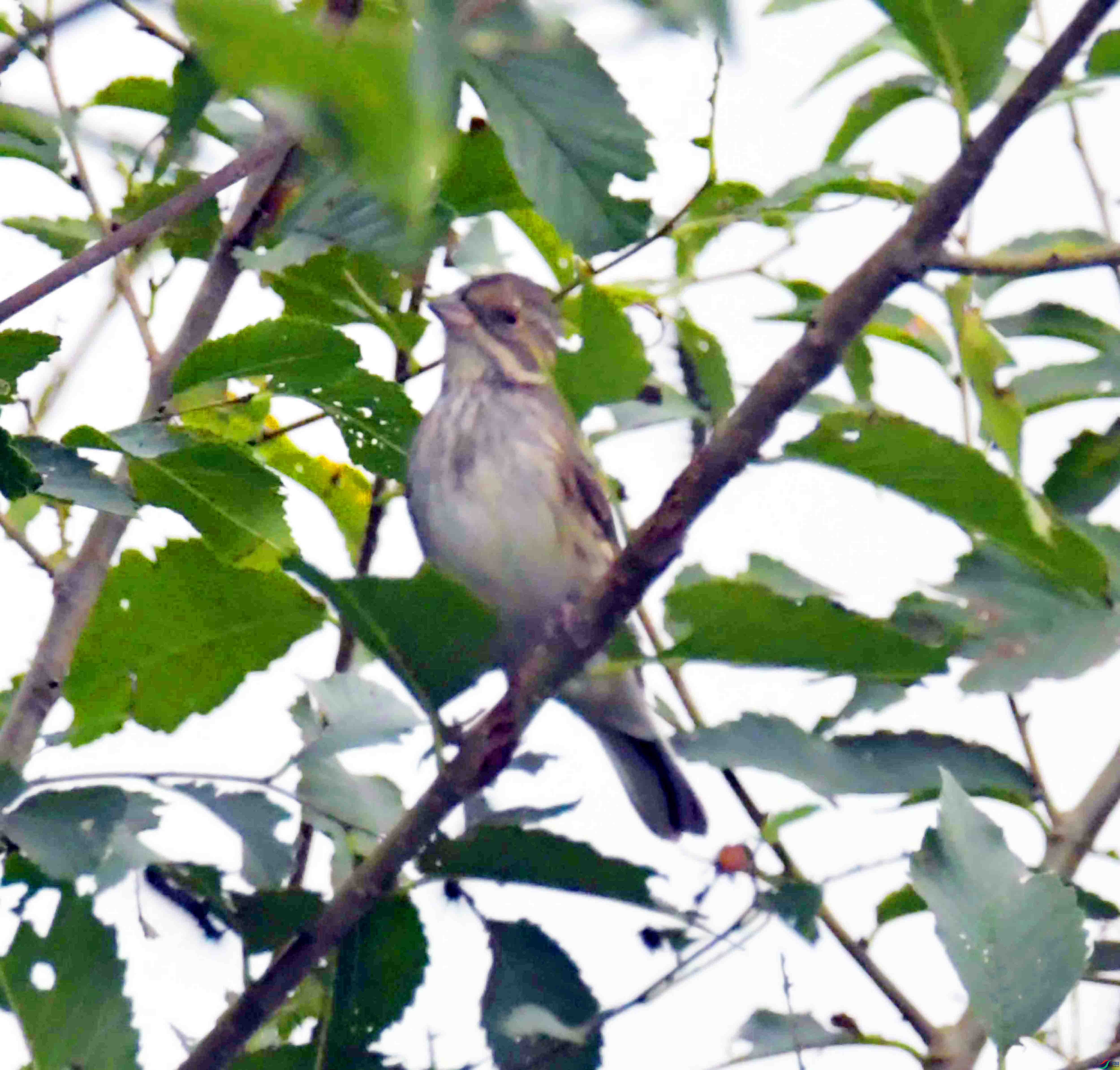 DSC_2019.JPG