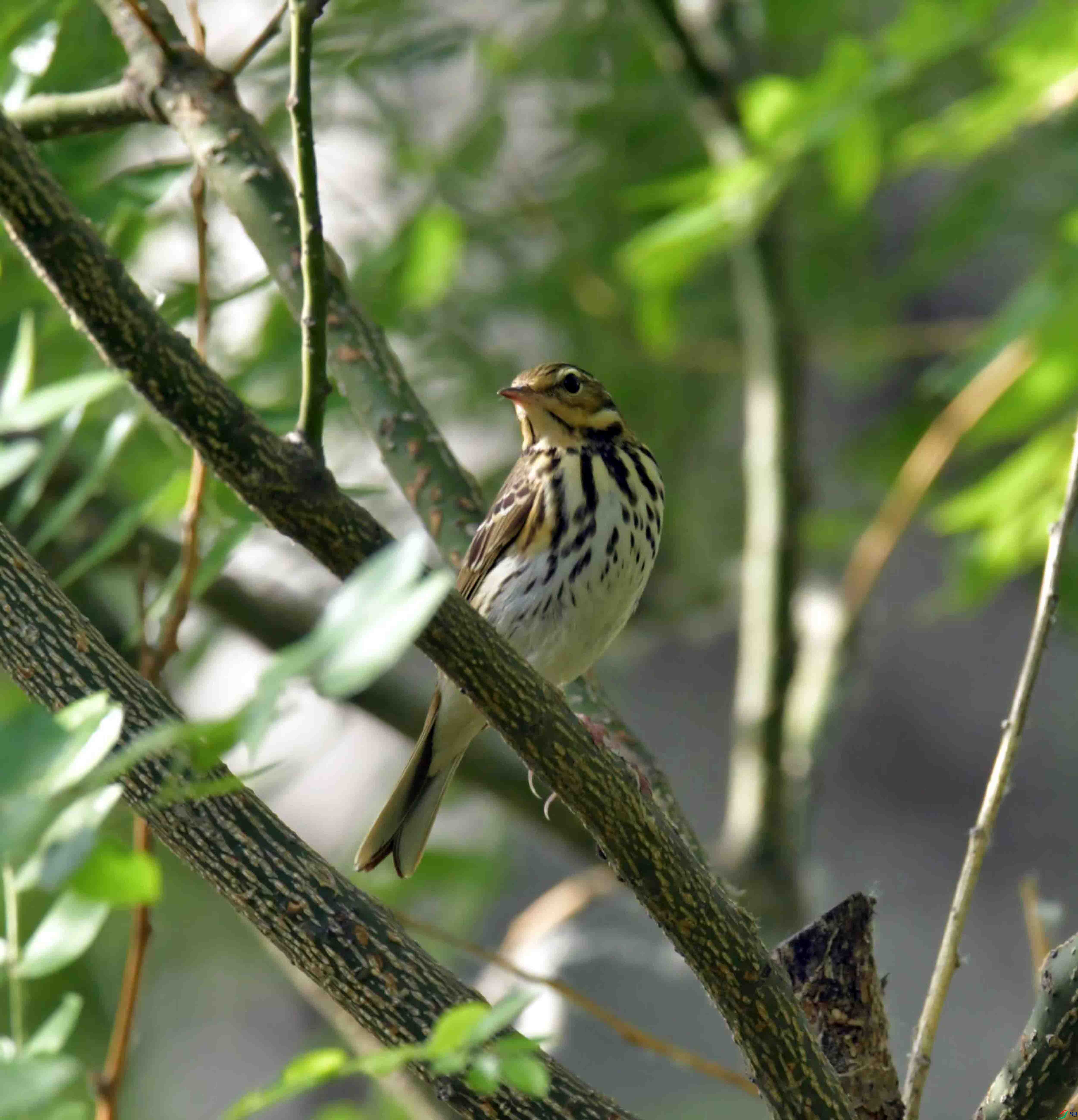 DSC_9117.JPG