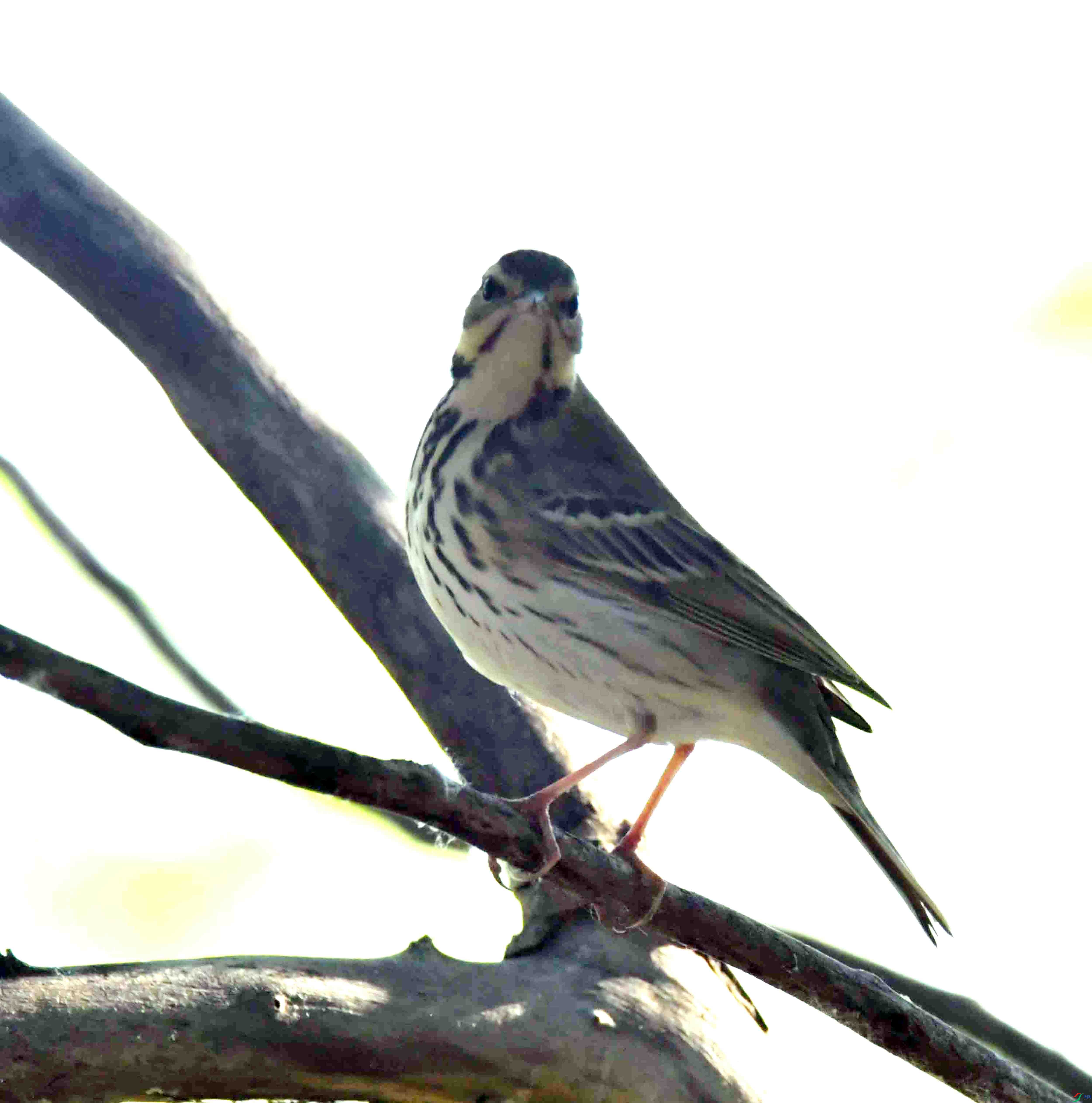 DSC_9419.JPG
