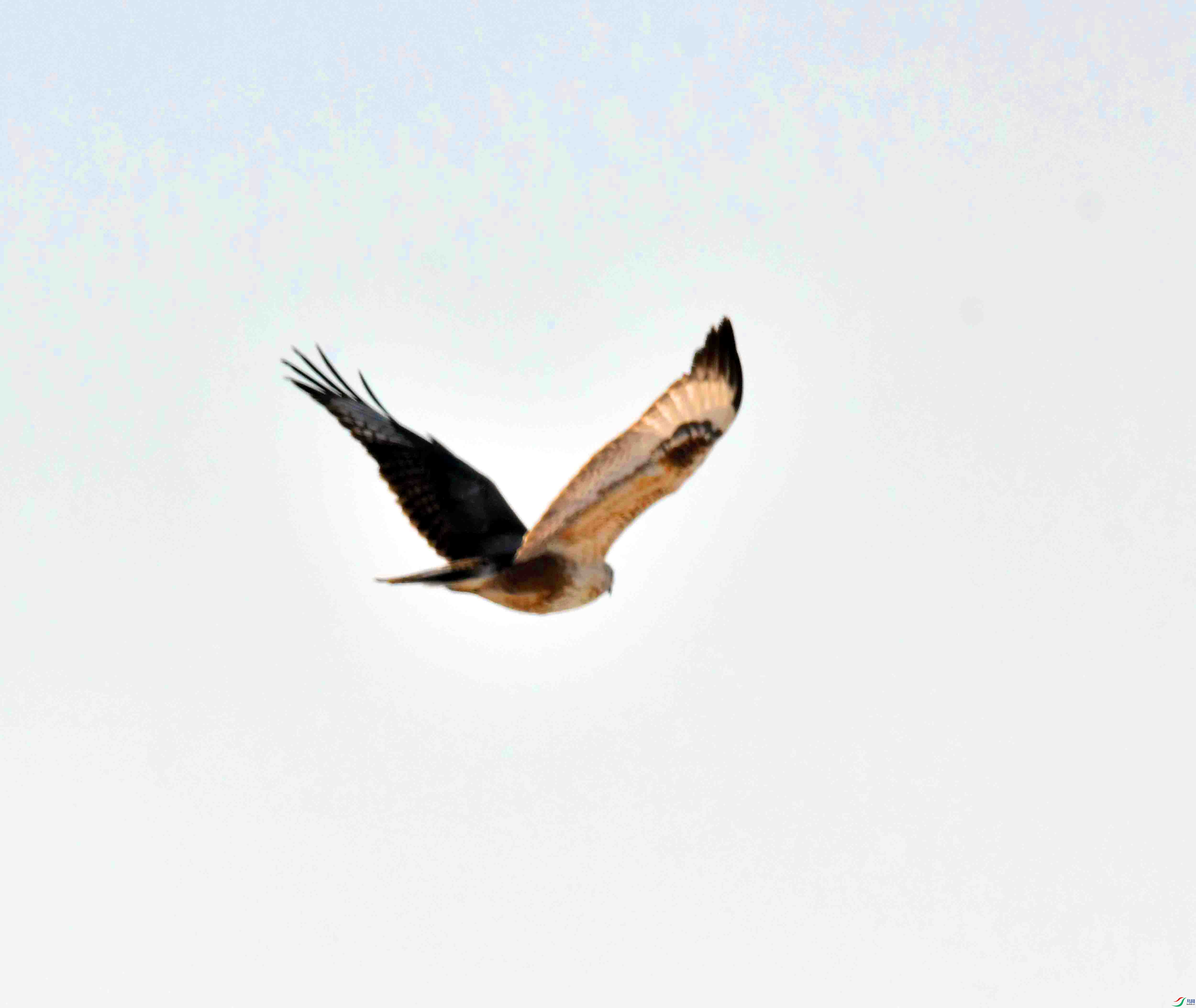 DSC_3176.JPG