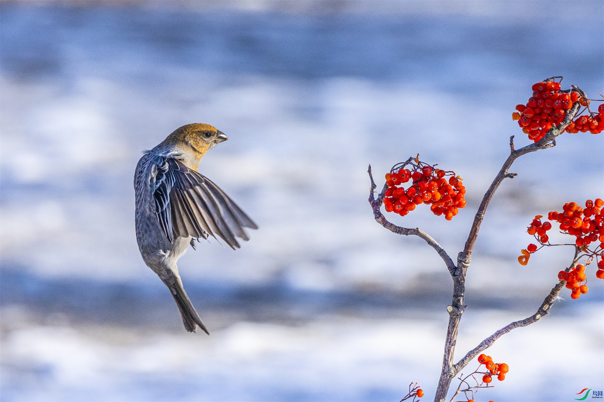 1K3A4939 ����1.jpg