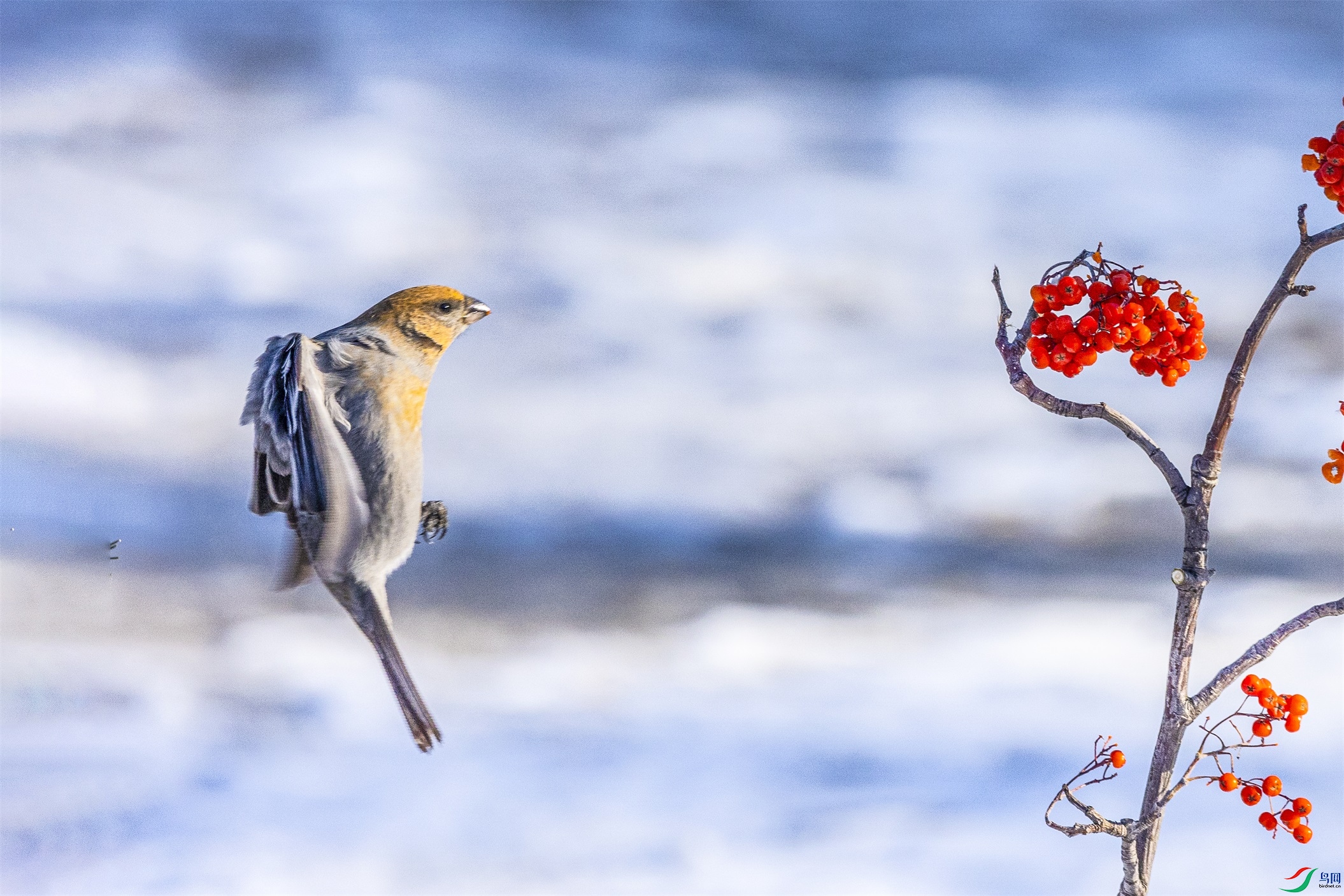 1K3A4938 ����1.jpg