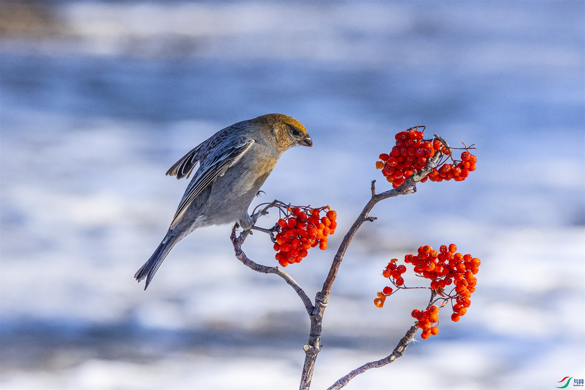 1K3A4943 ����1.jpg