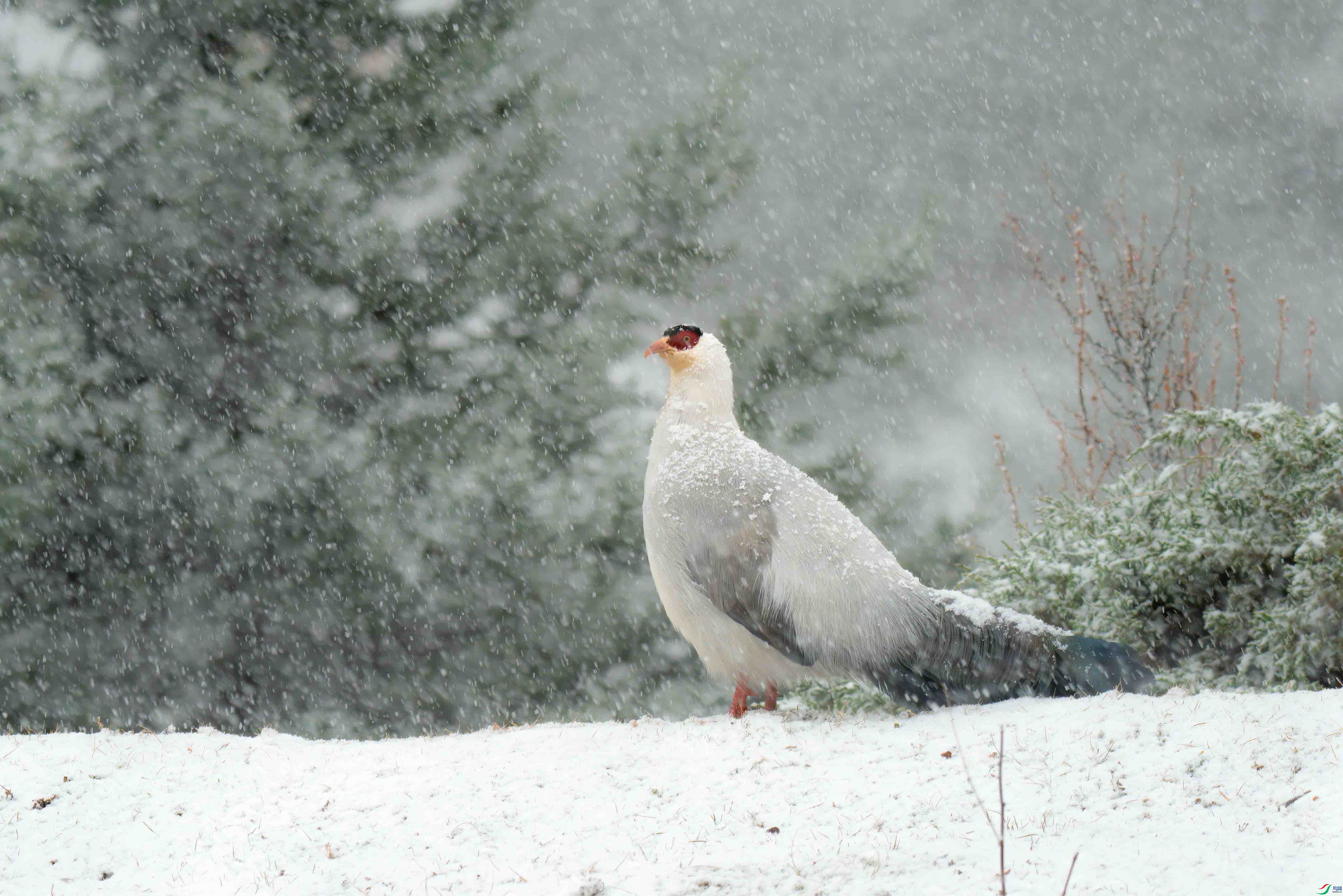 ��ѩ������