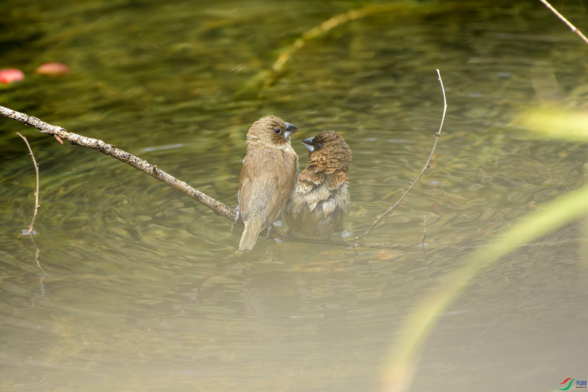 DSC_9974 0.jpg