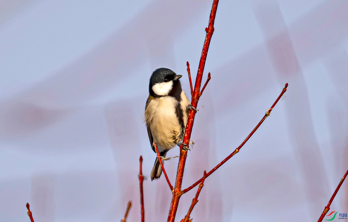 _DSC4498f.jpg