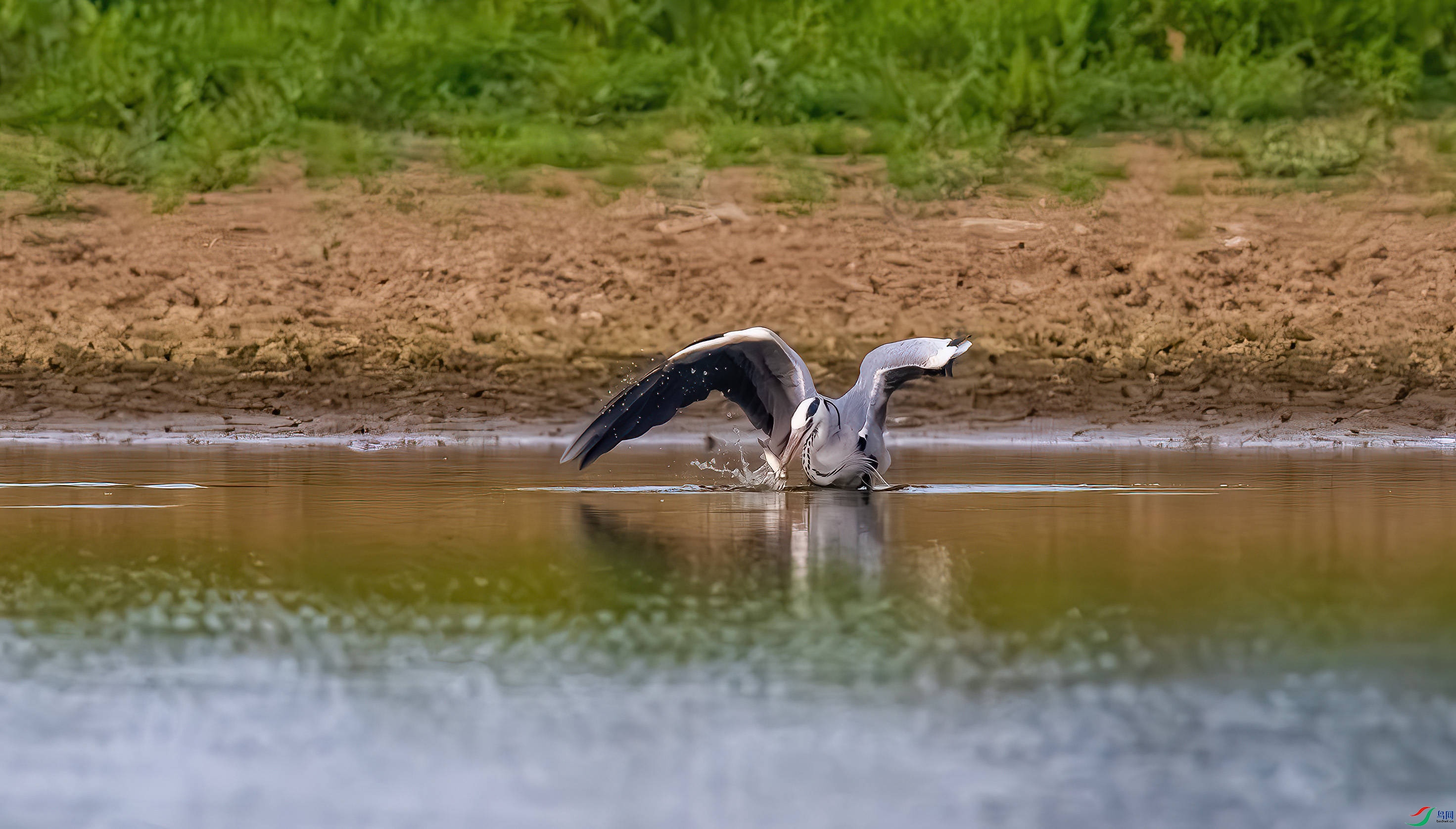 _DSC6300-����ǿ-NR_1.JPG