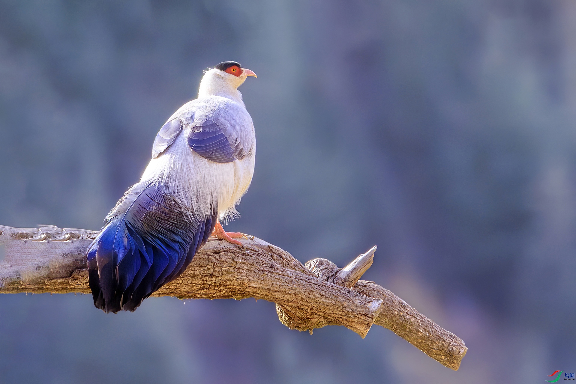 IMGL8668-����ǿ-NR ����.jpg