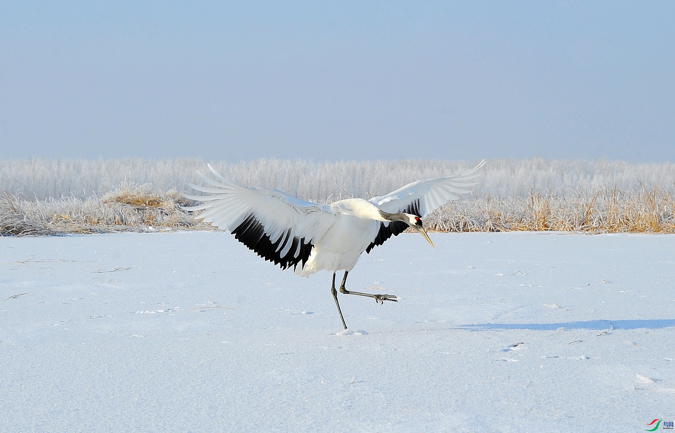 DSC_2181.jpg