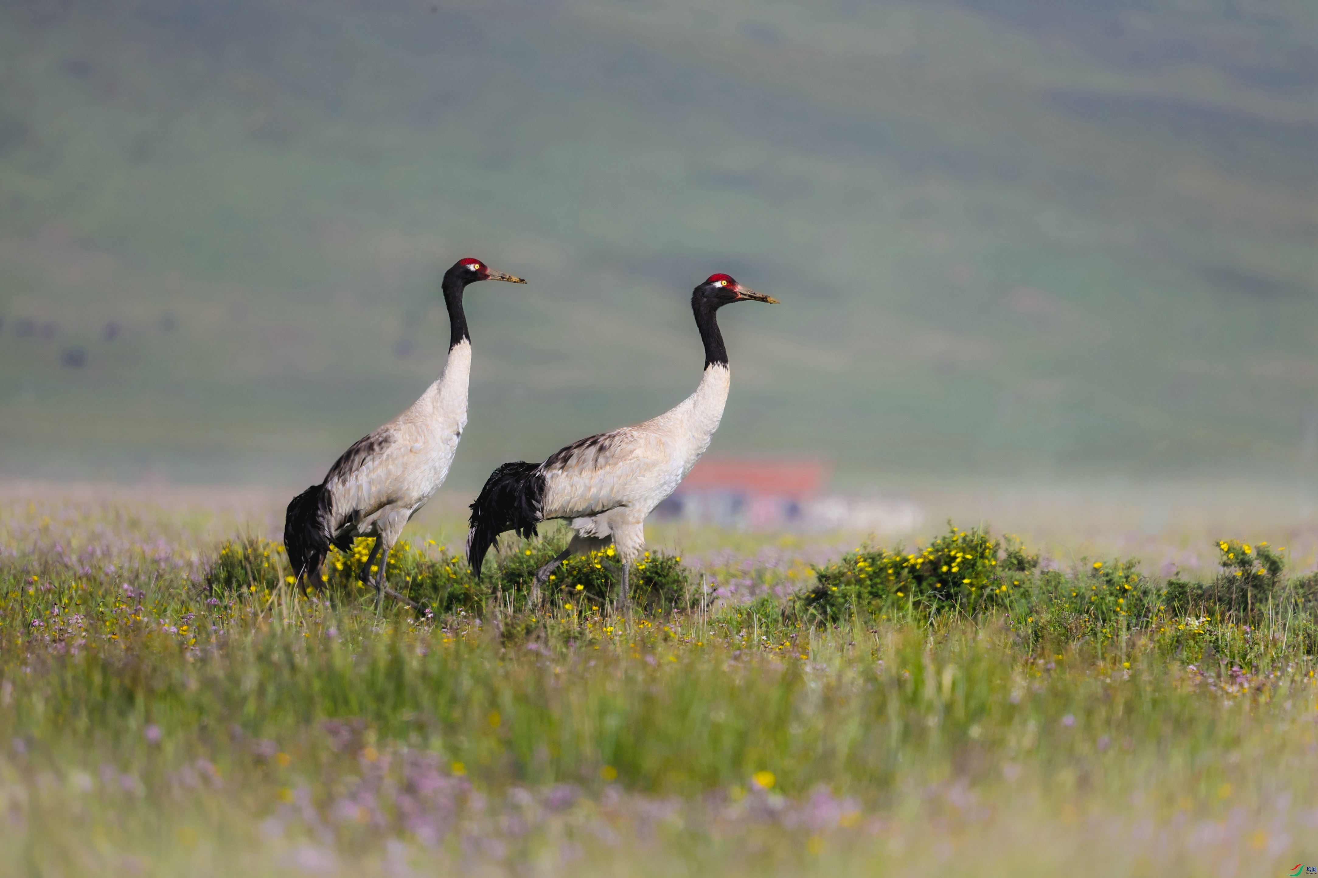 �����ϼӣ��ھ��� 0008 - ����.jpg