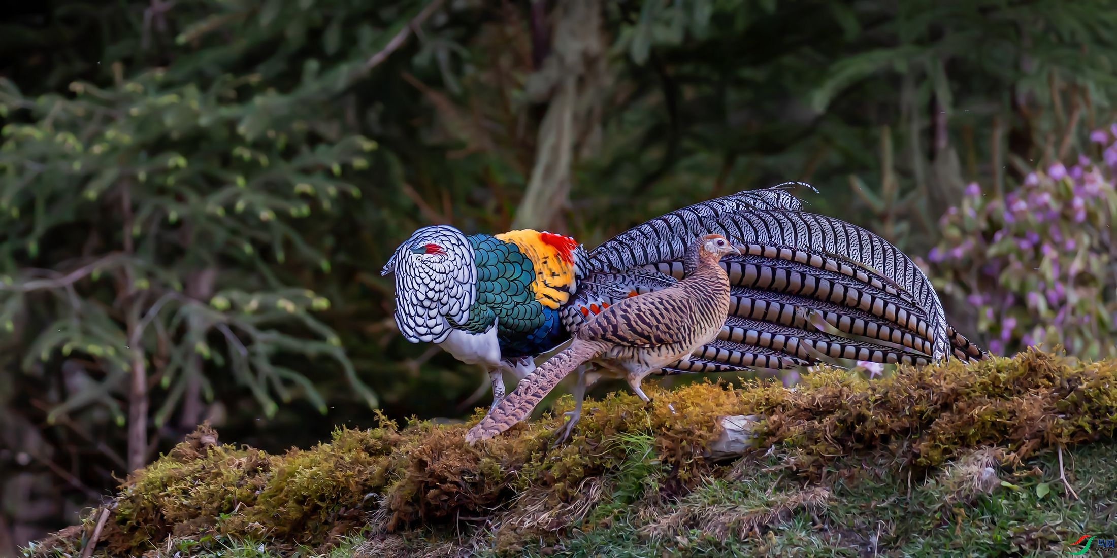 ���ı��רD�D�D�׸�������żӛ