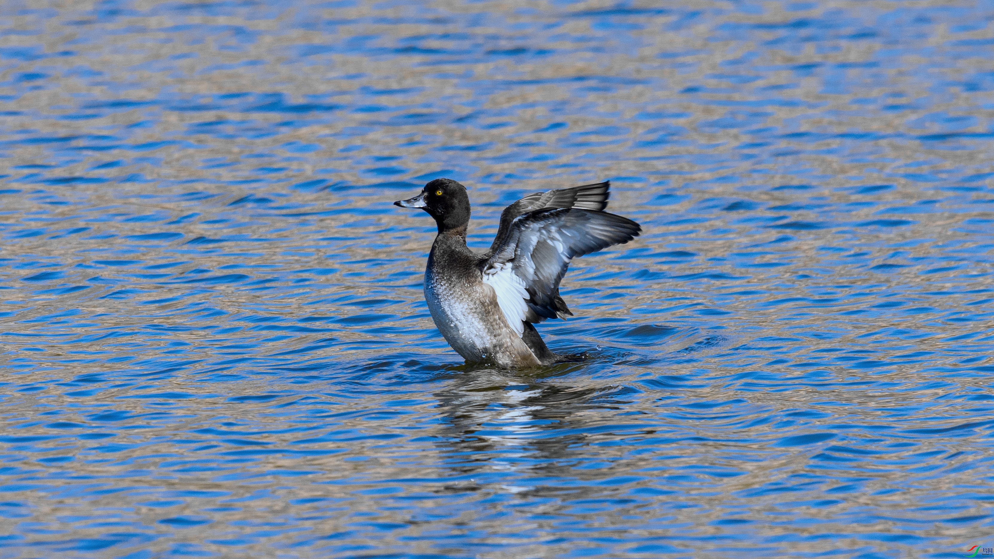 _X5A0152 ���� - ����.jpg