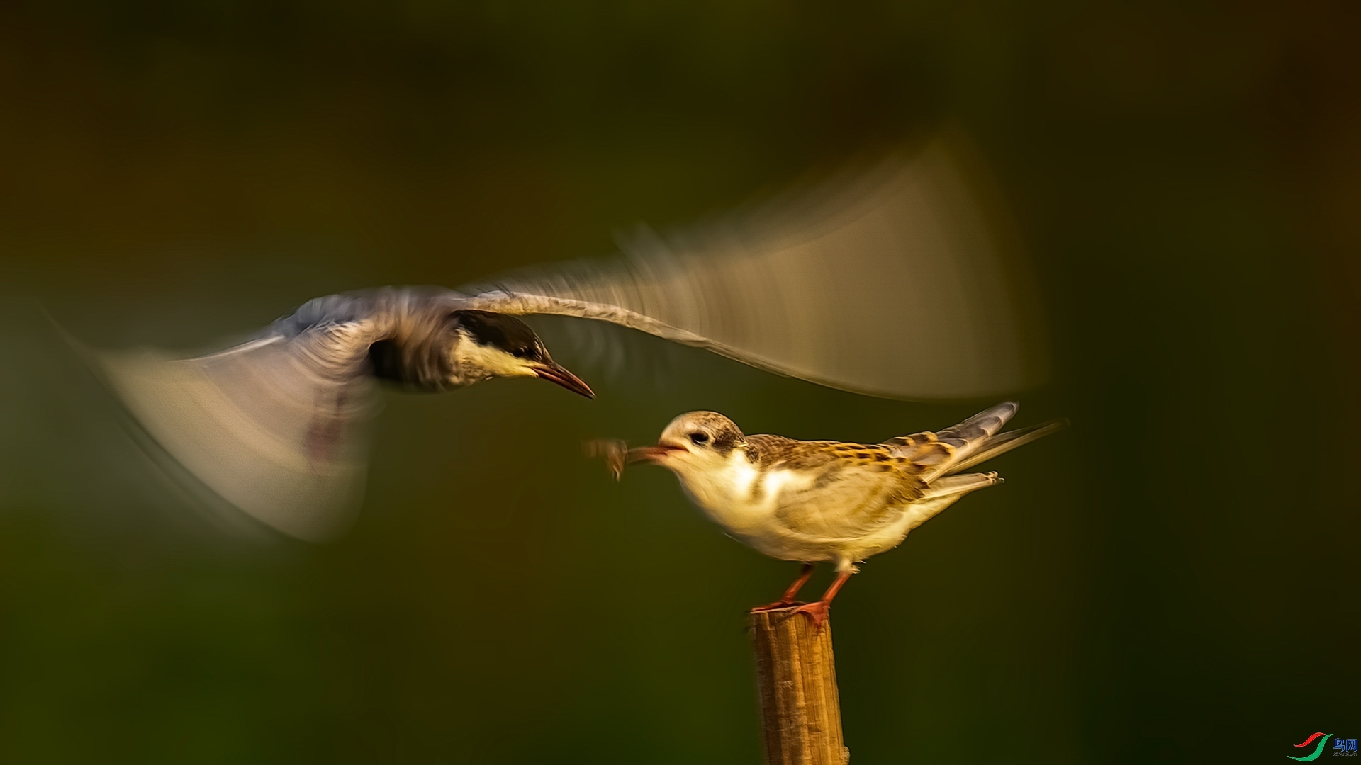 3.5 ��������ʦ��Ʒ  �븡Ÿ  �ٻ�2024��3��5��������ҳ����.jpg