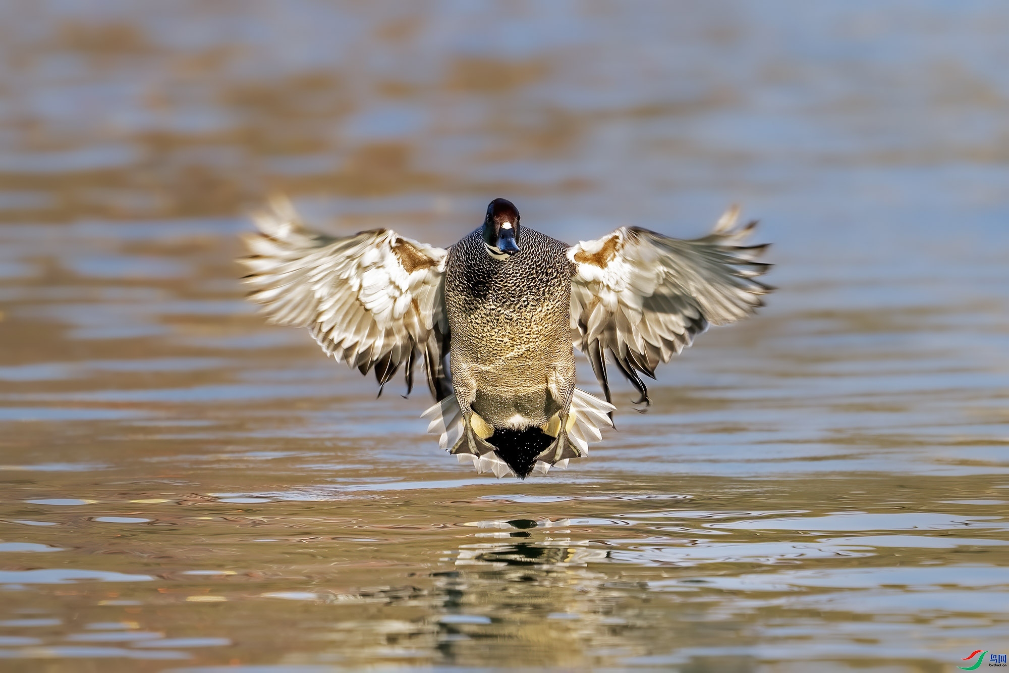 3.5 ������ʦ��Ʒ  ����Ѽ  �ٻ�2024��3��5��������ҳ����.jpg