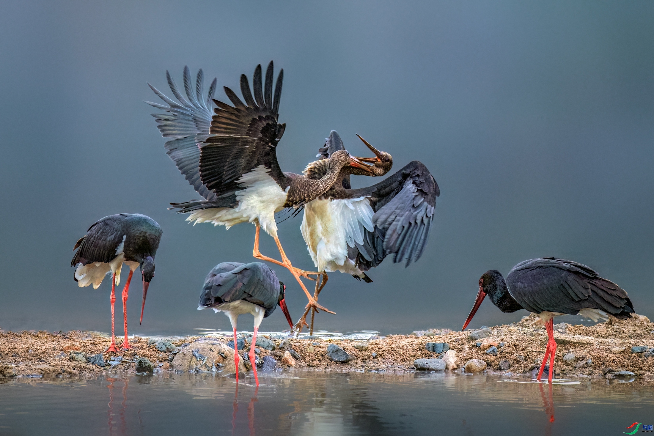 3.6 Hsia��ʦ��Ʒ  ��������  �ٻ�2024��3��6�հ�����ҳ����.jpg