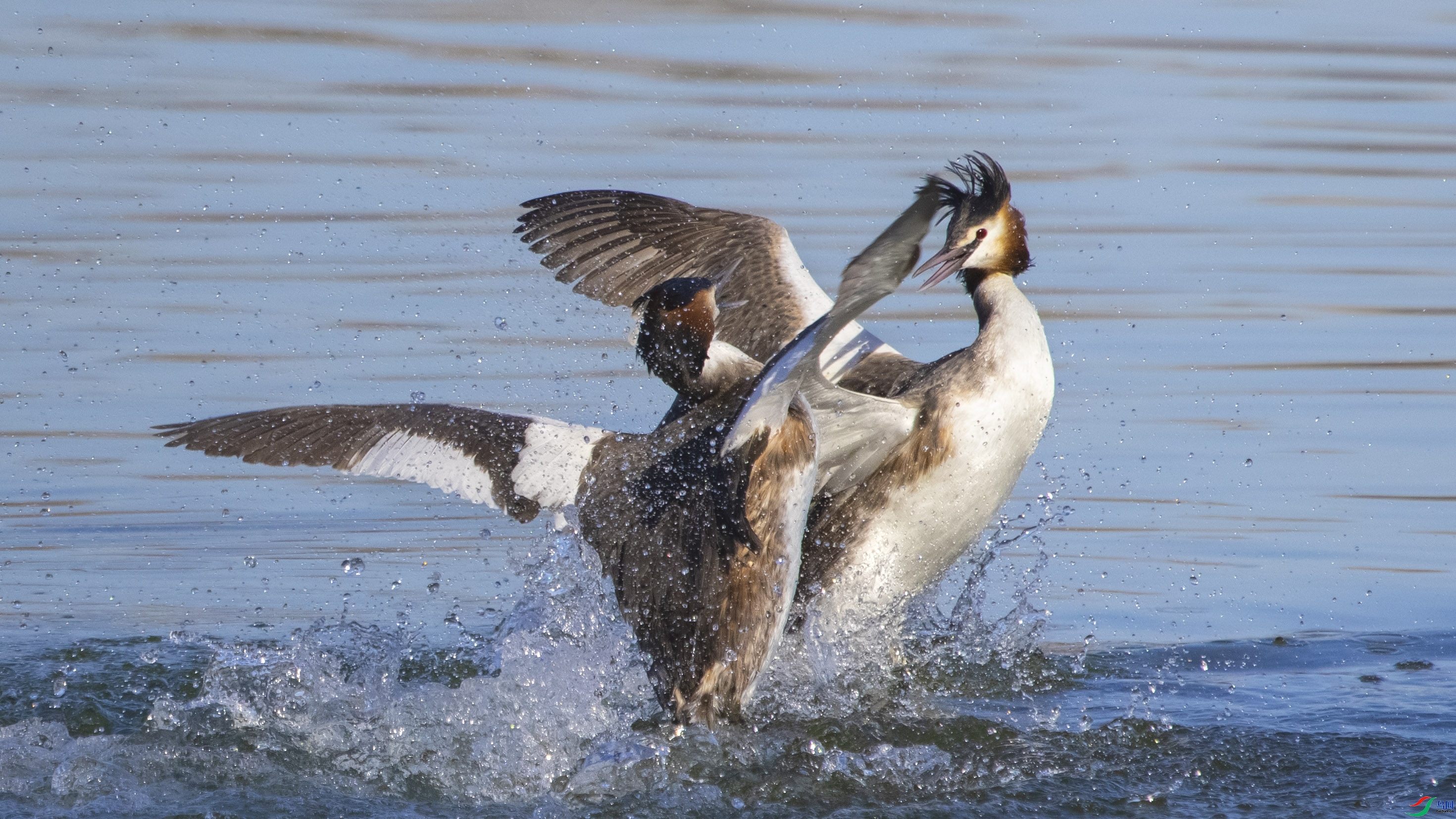 3.6 superauv��ʦ��Ʒ  �ú�԰��ͷ�G�f���  �ٻ�2024��3��6�ջ�Ա��ҳ����.jpg