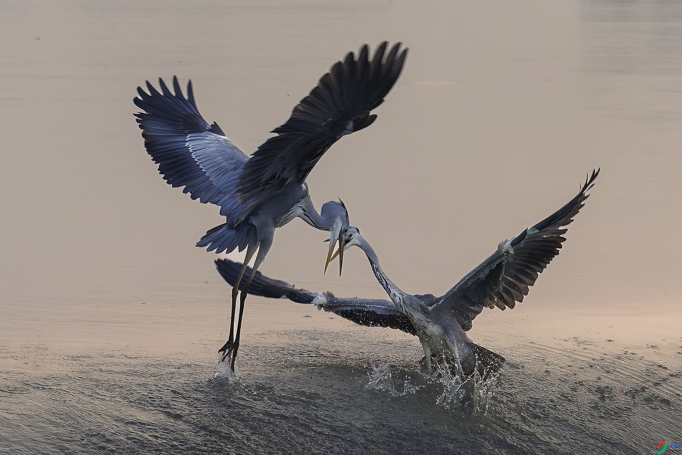 3.6 ���̲�����׺�����ʦ��Ʒ  ��������  �ٻ�2024��3��6��������ҳ����.jpg