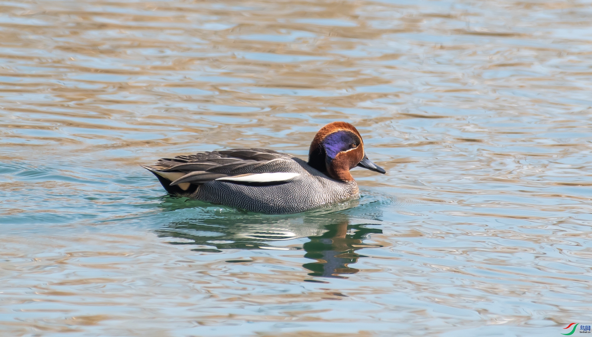 DSC_0785.jpg