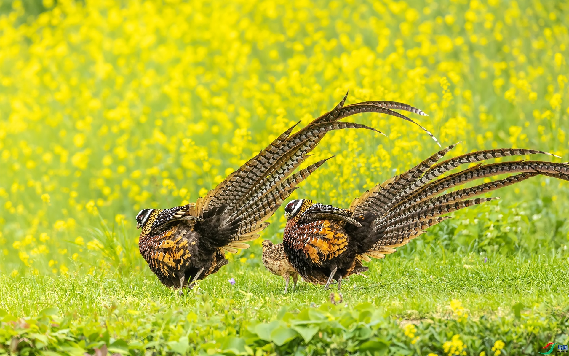 3.6 ��Ӱ������ʦ��Ʒ  �׹ڳ�β��  �ٻ�2024��3��6��������ҳ����.jpg