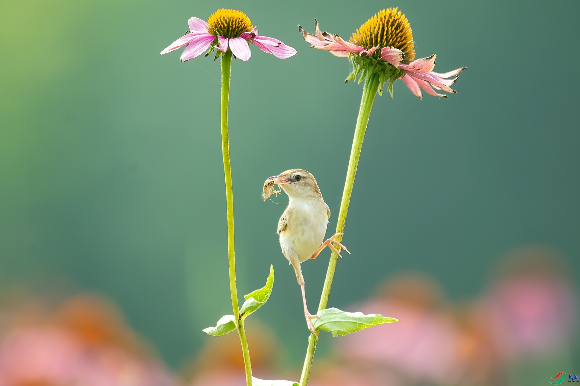 3.6 ɽ��ˮ����ʦ��Ʒ  ��֦�t��  �ٻ�2024��3��6�ջ�Ա��ҳ����.jpg