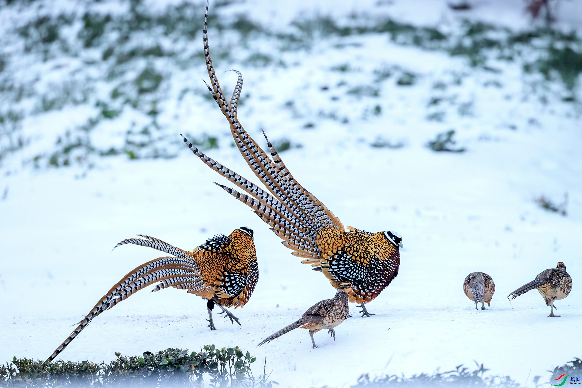 3.7 �ɵ���ʦ��Ʒ  �׹ڳ�β��  �ٻ�2024��3��7����Ӱʦ��ҳ����.jpg