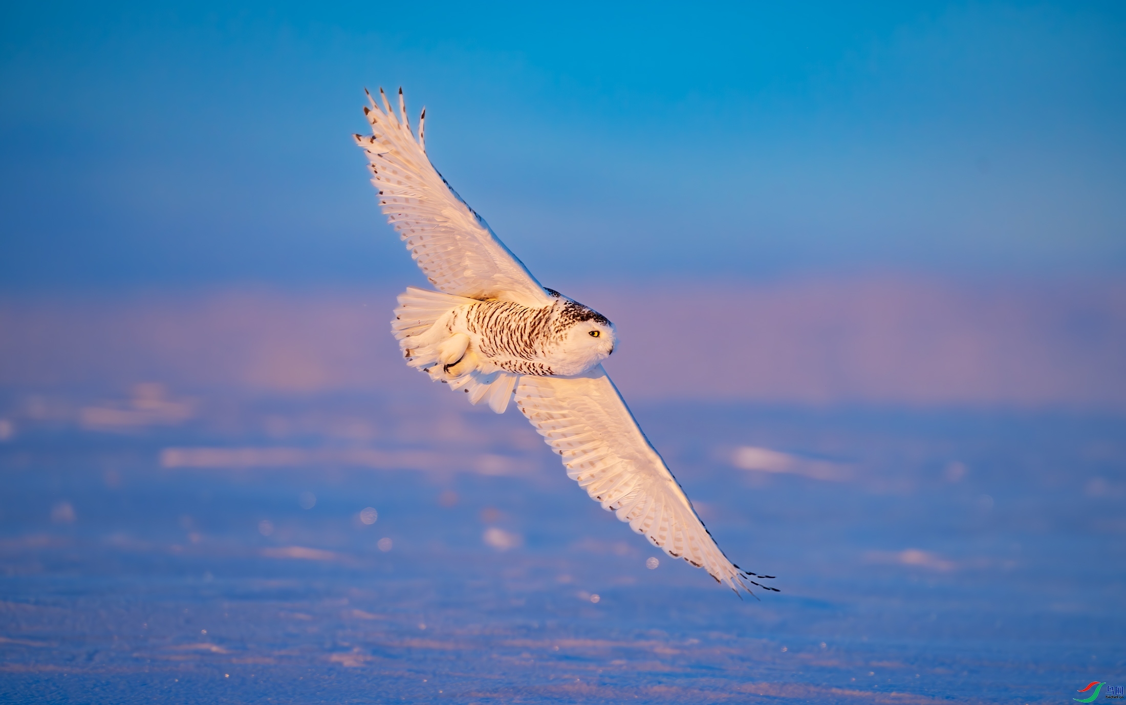 3.7 ����������ʦ��Ʒ  ѩ�^����  �ٻ�2024��3��7�հ�����ҳ����.jpg