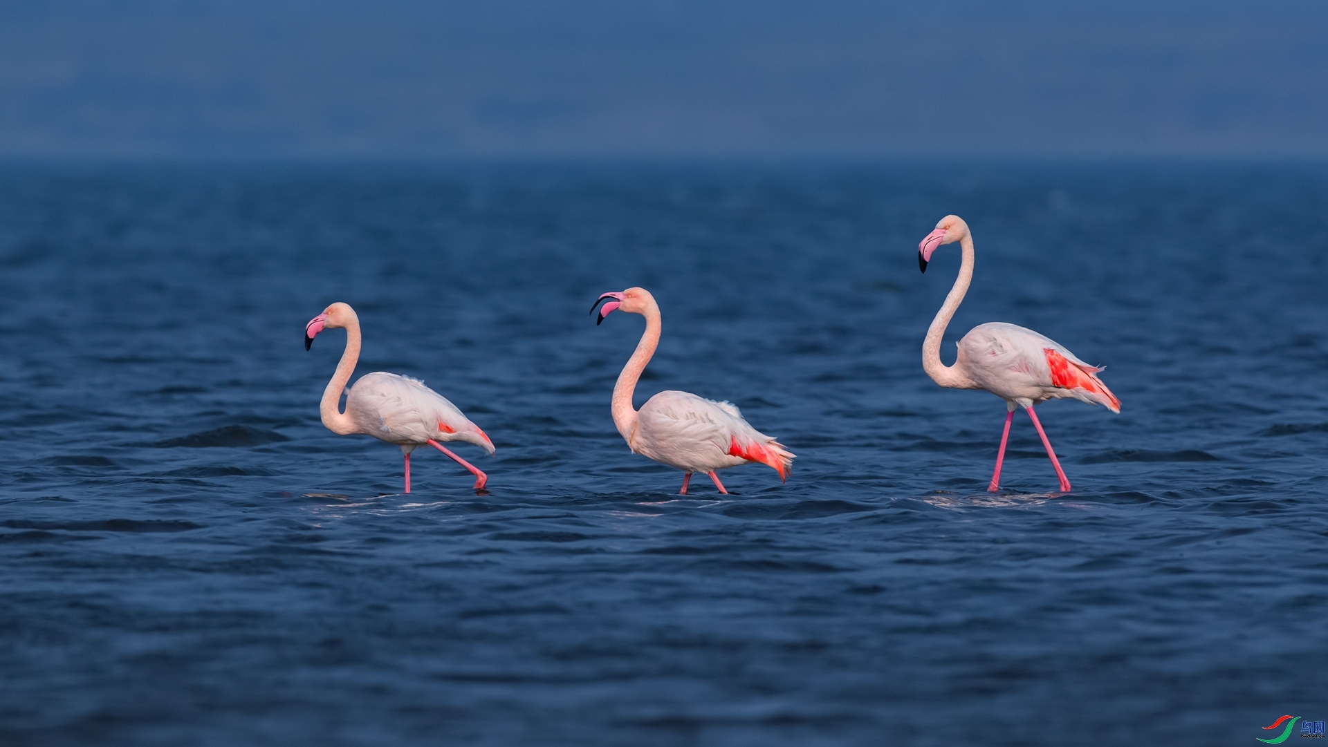 3.7 ���볤����ʦ��Ʒ ˮ��  �ٻ�2024��3��7��������ҳ����.jpg