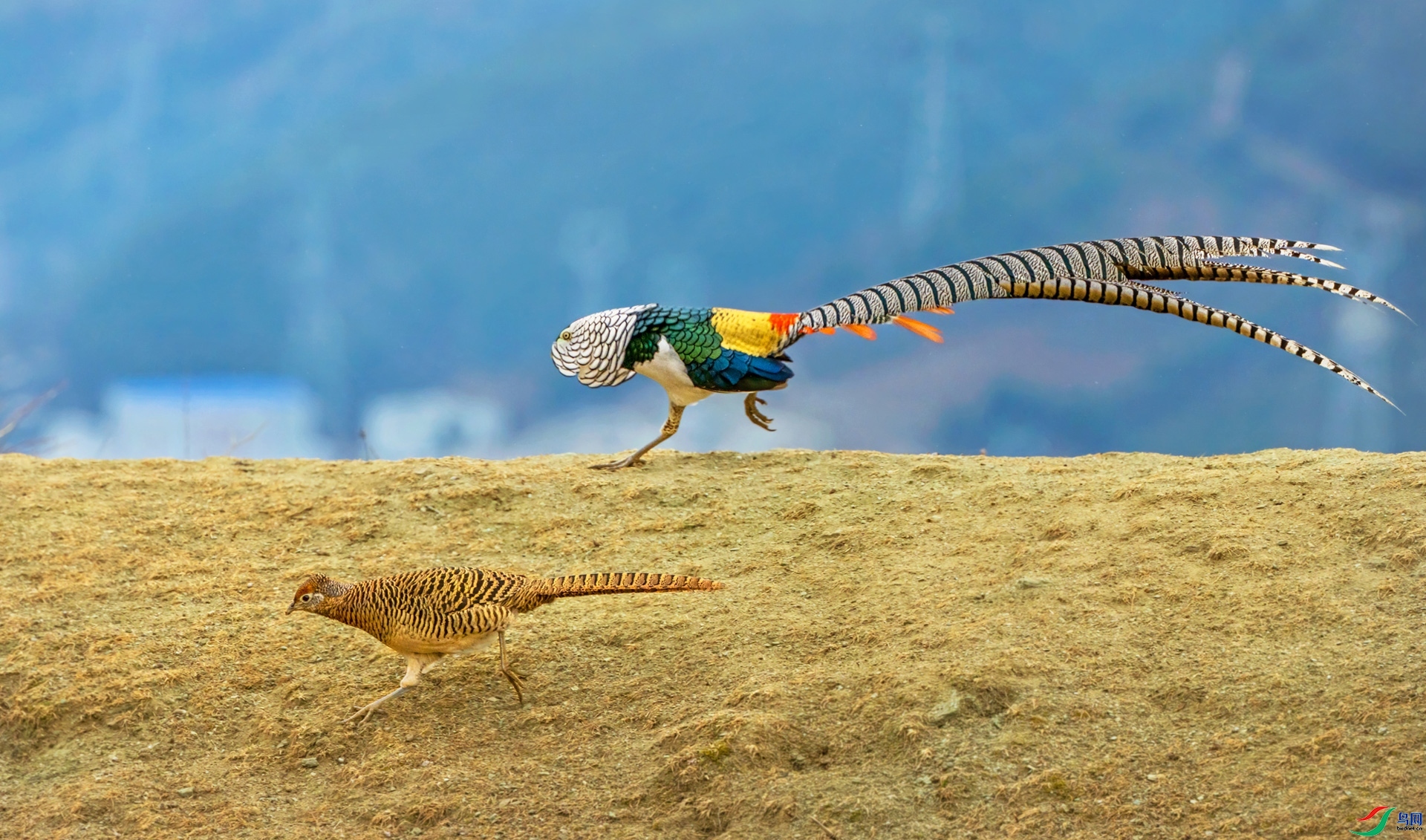 3.8 ���ʿ���ʦ��Ʒ  �׸�����  �ٻ�2024��3��8��������ҳ����.jpg