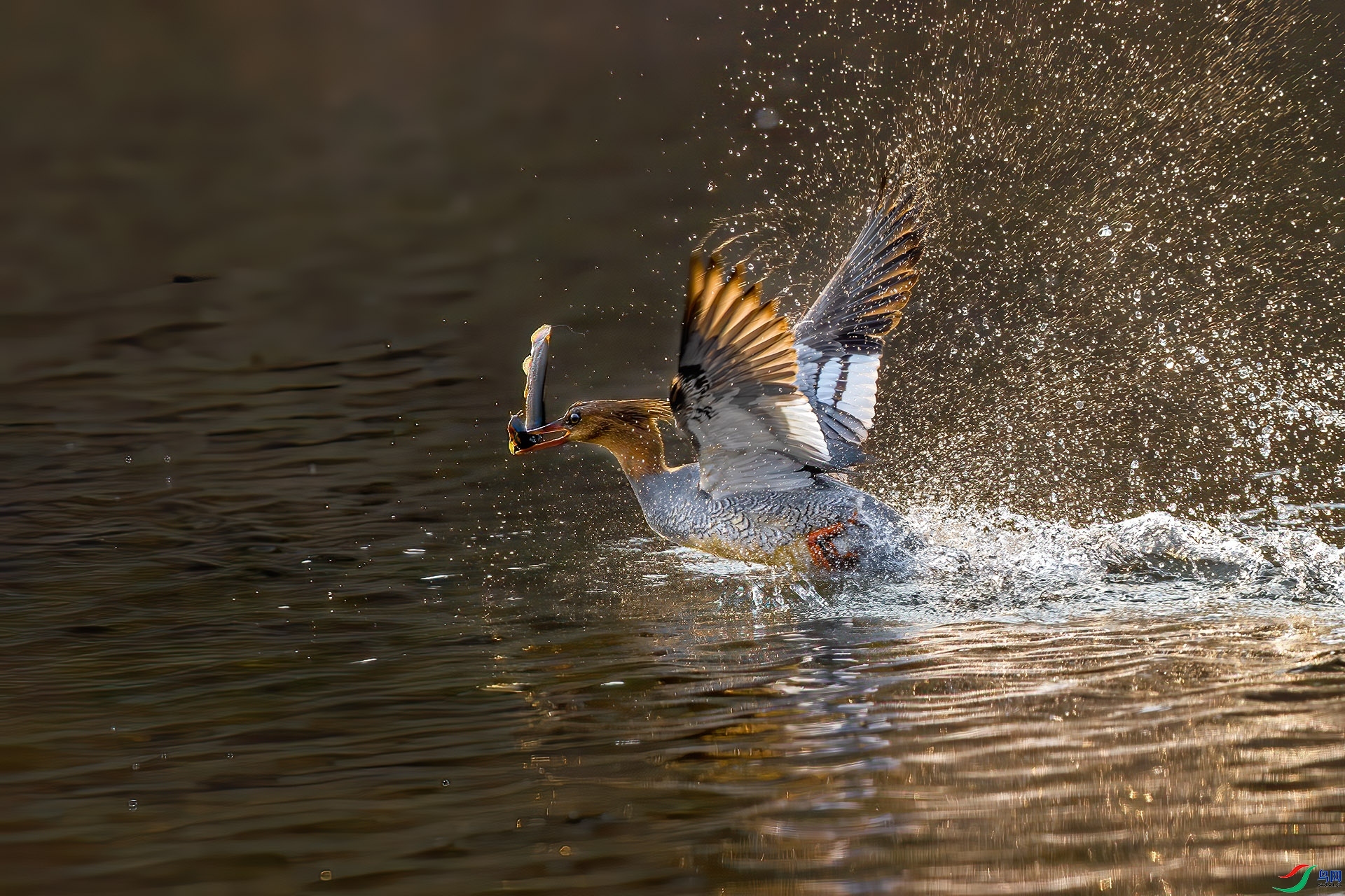 3.8 �ɵ���ʦ��Ʒ  ��ɳѼ  �ٻ�2024��3��8����Ӱʦ��ҳ����.jpg