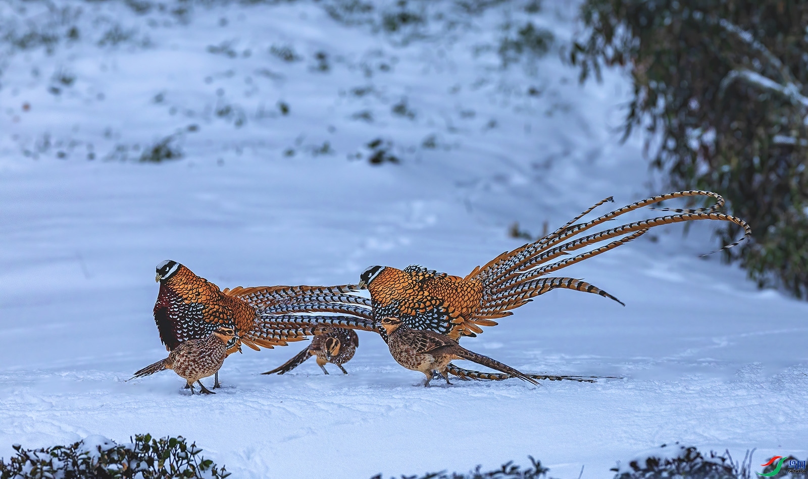 3.8 �ʷ�ţ��ʦ��Ʒ  ����  �ٻ�2024��3��8�ջ�Ա��ҳ����.jpg